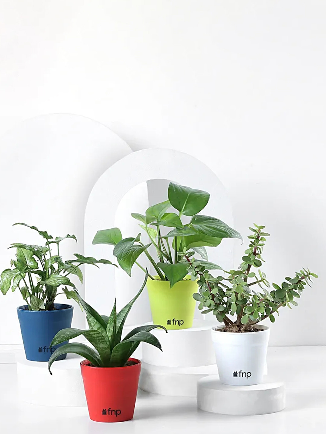 fnp Green 4 Pieces House Plant Set With Pot