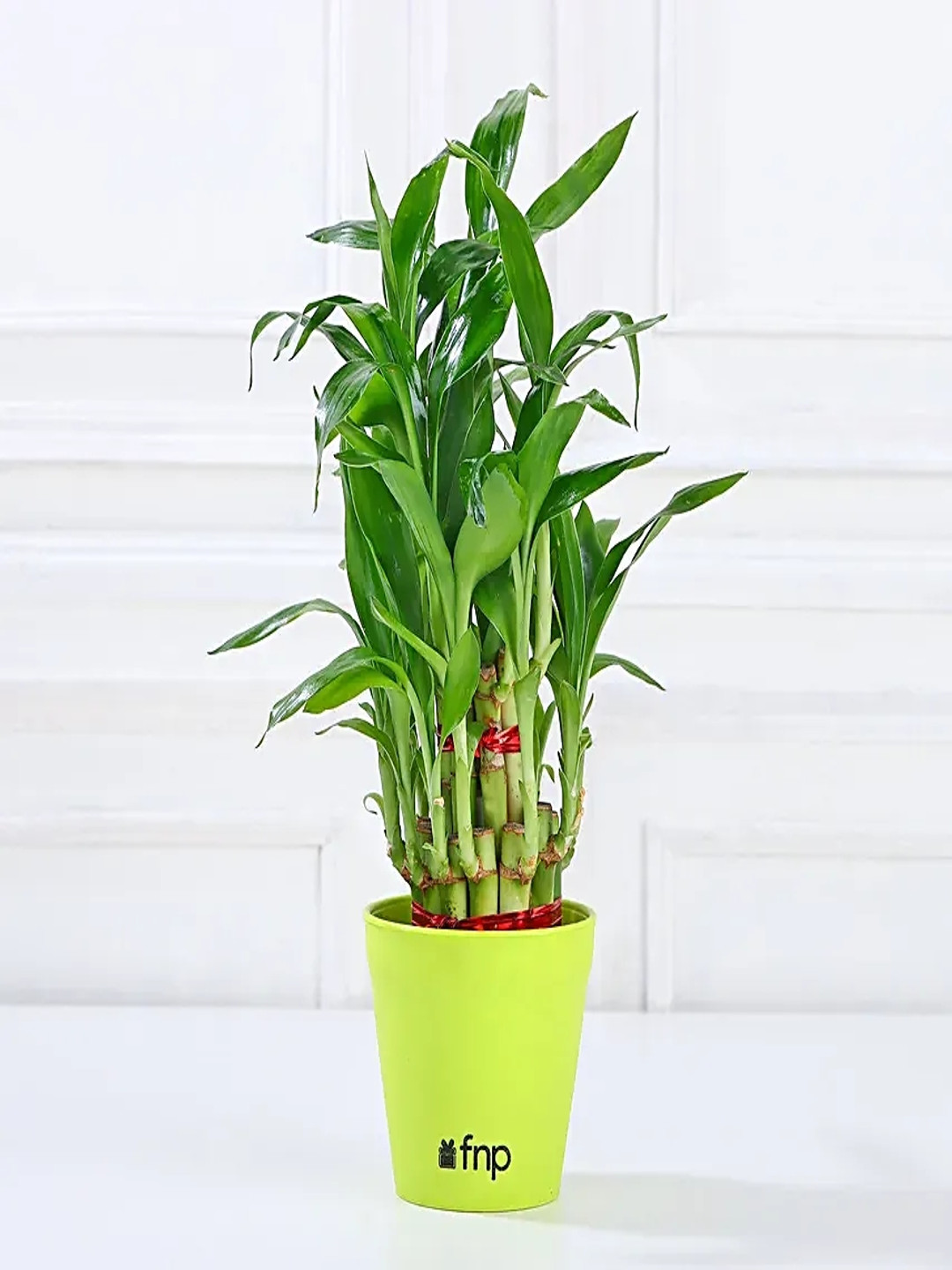 fnp Green 5 Pieces House Plant Set With Pot