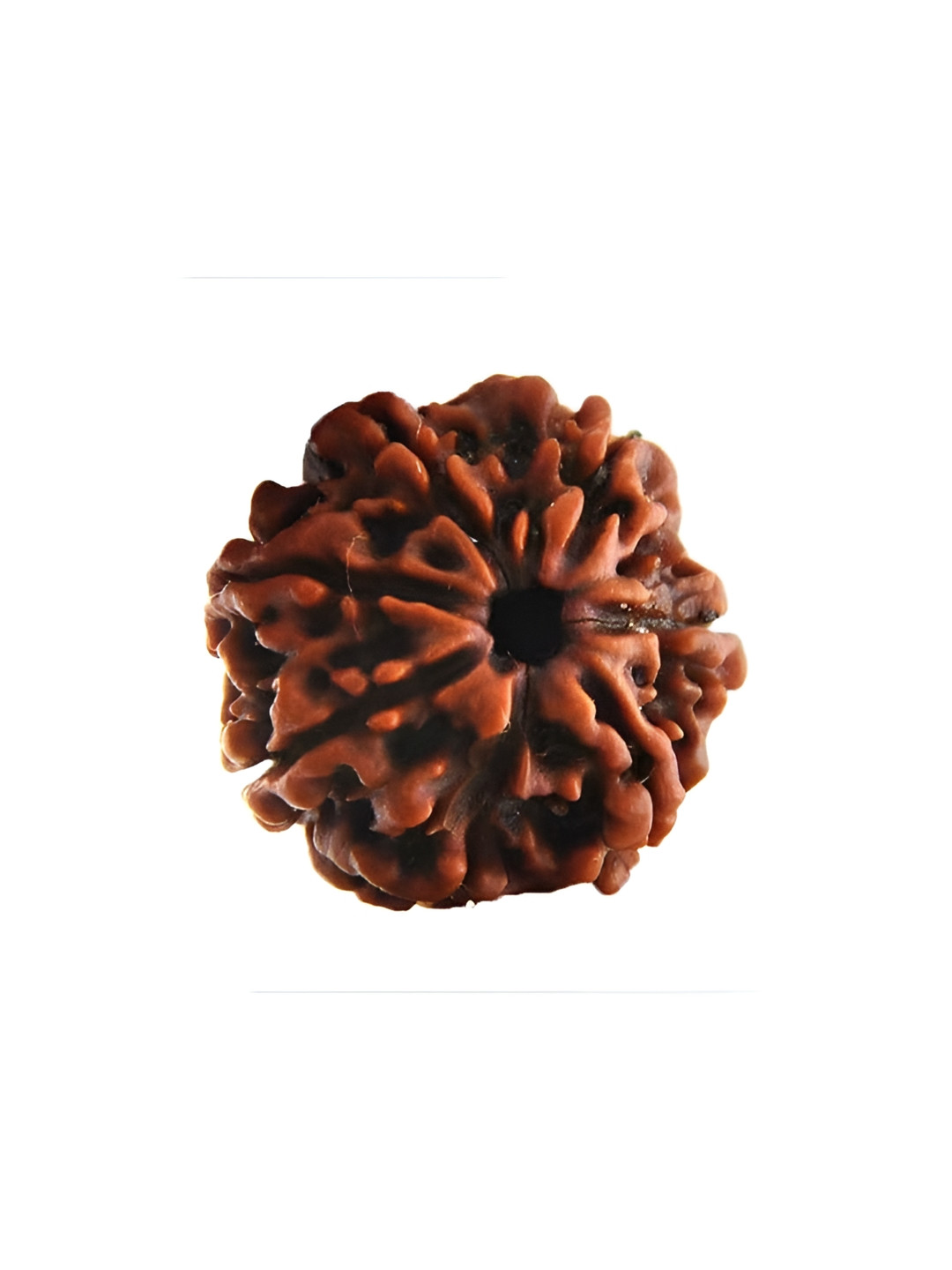 SANKALAN CREATIONS Rudraksha Bead Brown Stone Matte Prayer Room Small Showpiece -