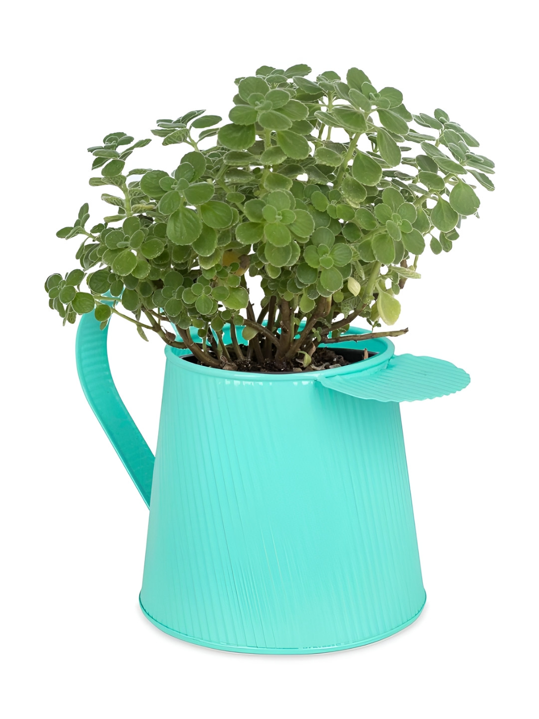 Living With Elan Sea Green Colored Metal Pitcher Jug Planter