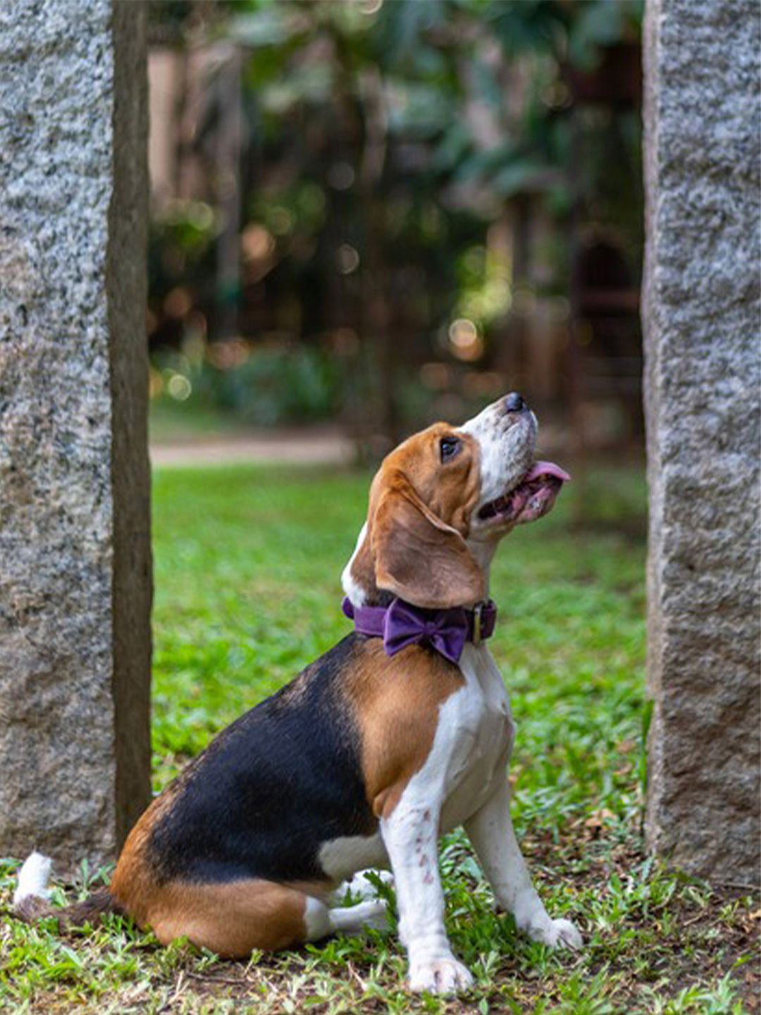 pAww! Detachable Dog Collar Bow Tie