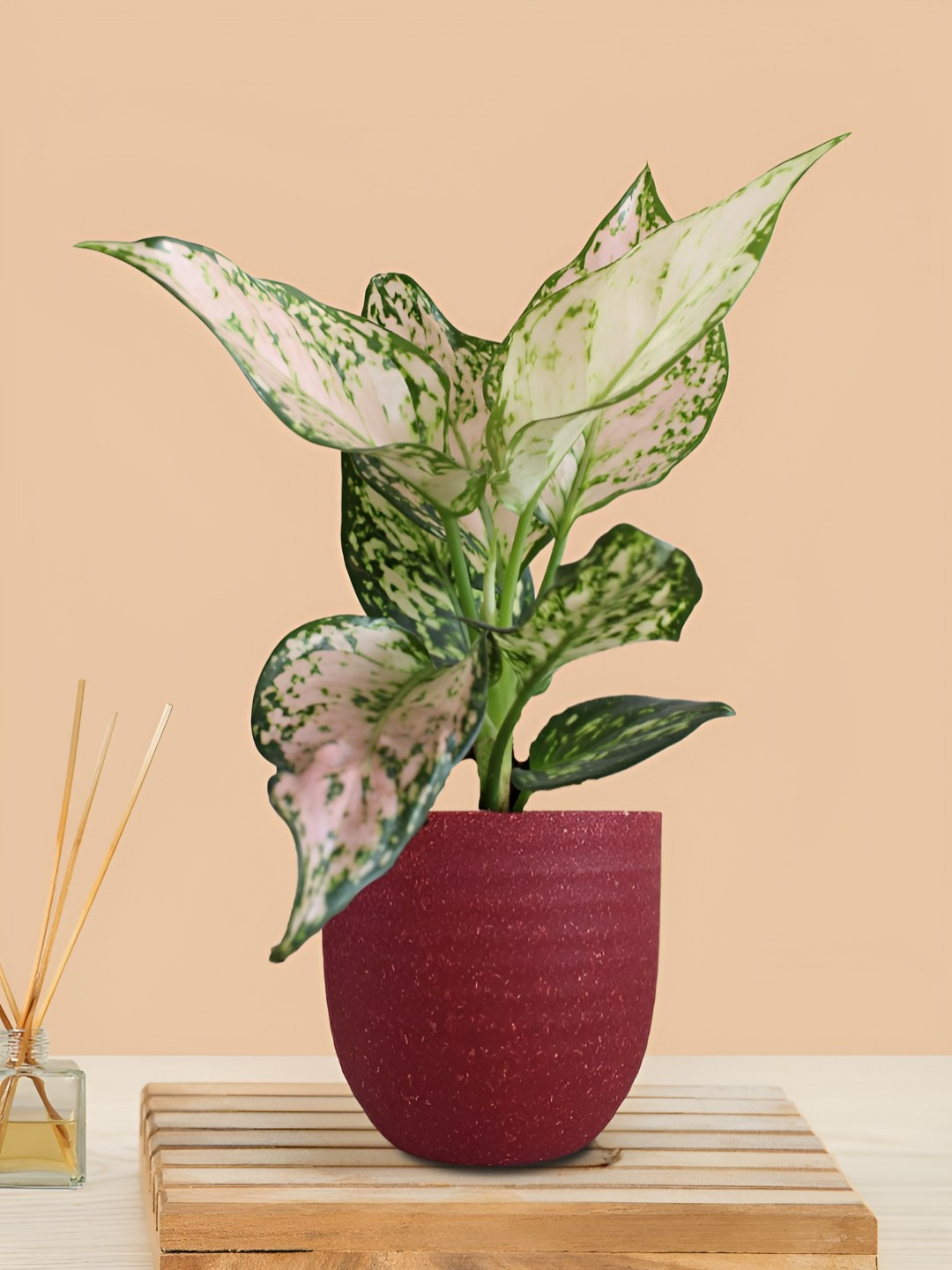 Greenkin Aglaonema Wishes Live Plant In Eco Pot
