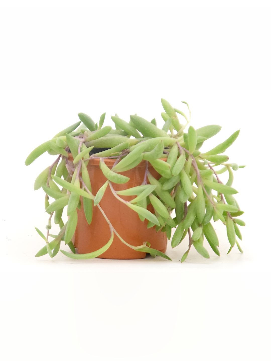 India Gardening String of Rubies Trailing Indoor Succulent