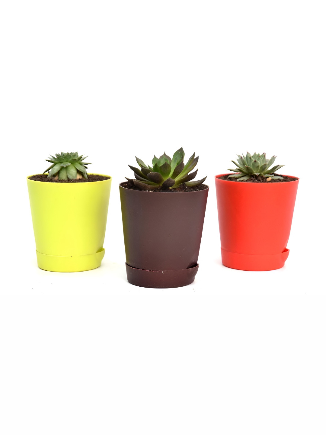 India Gardening Set of 3 Succulent Plants with Self Watering Pots