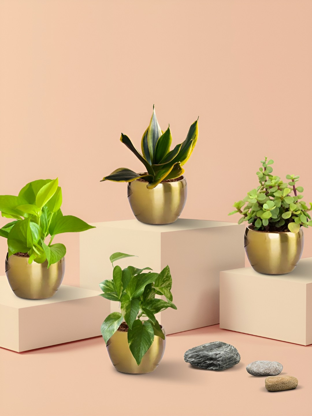 Greenkin 4 Air-Purifying Plants Combo In Golden Metal pots