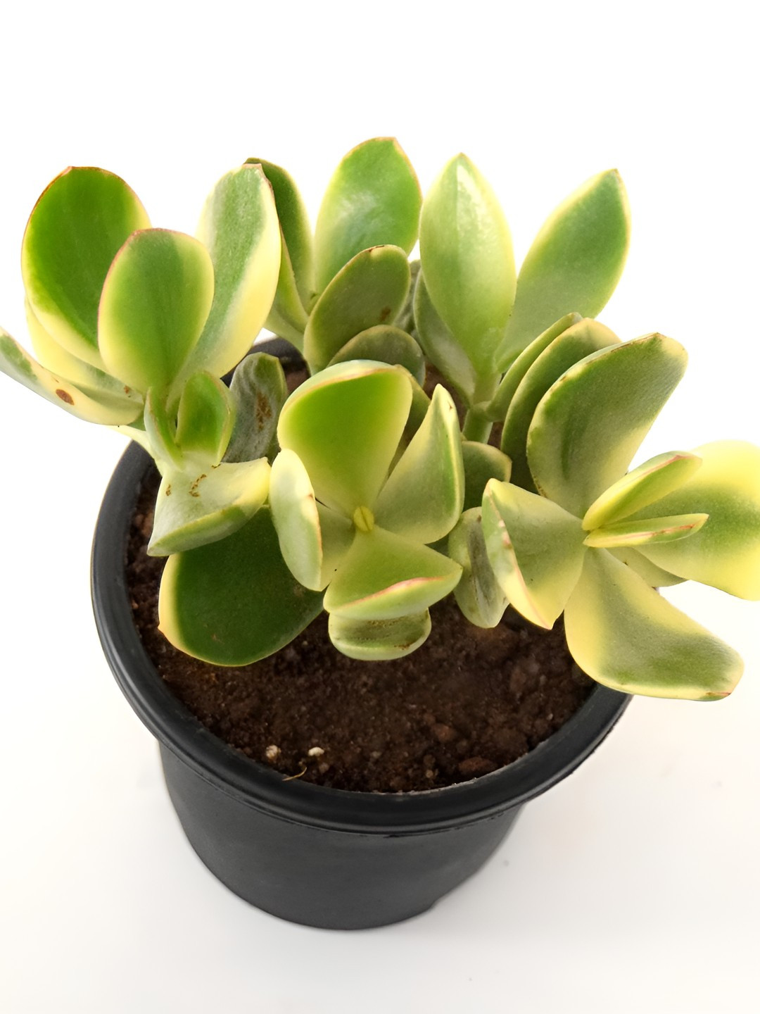 India Gardening Variegated Crassula Jade Plant for Indoor & Outdoor