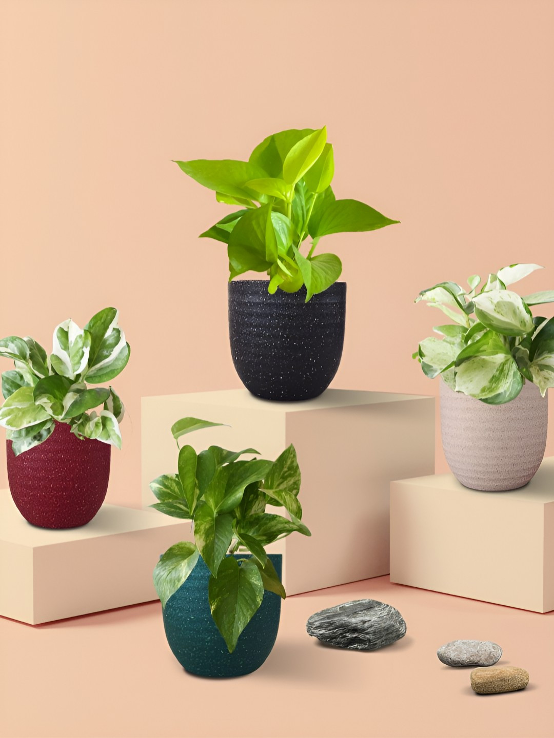 Greenkin Exotic Money Plant Combo In Decorative Eco-Series Pots