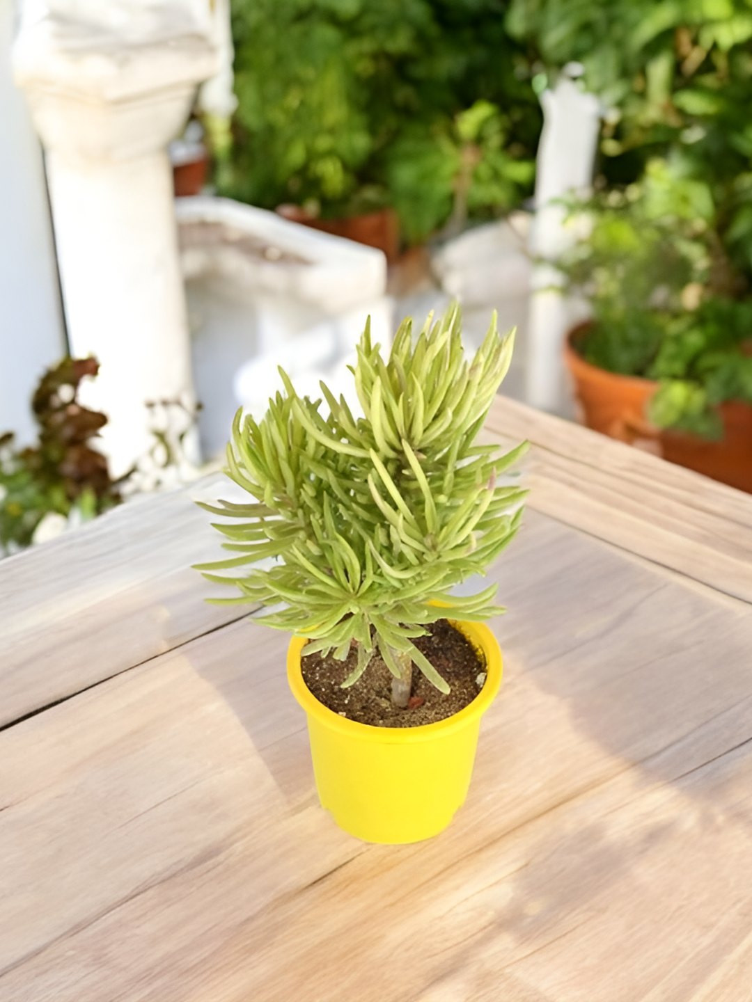 India Gardening Air Purifying Low Maintenance Bush Senecio Succulent Plant