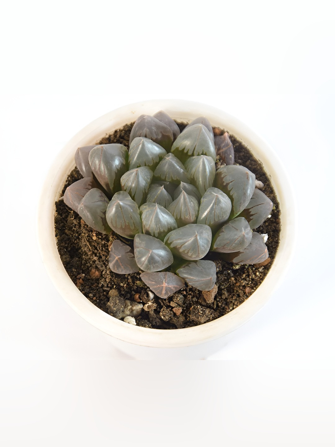 India Gardening Haworthia Cooperi Transparent Leaf Succulent