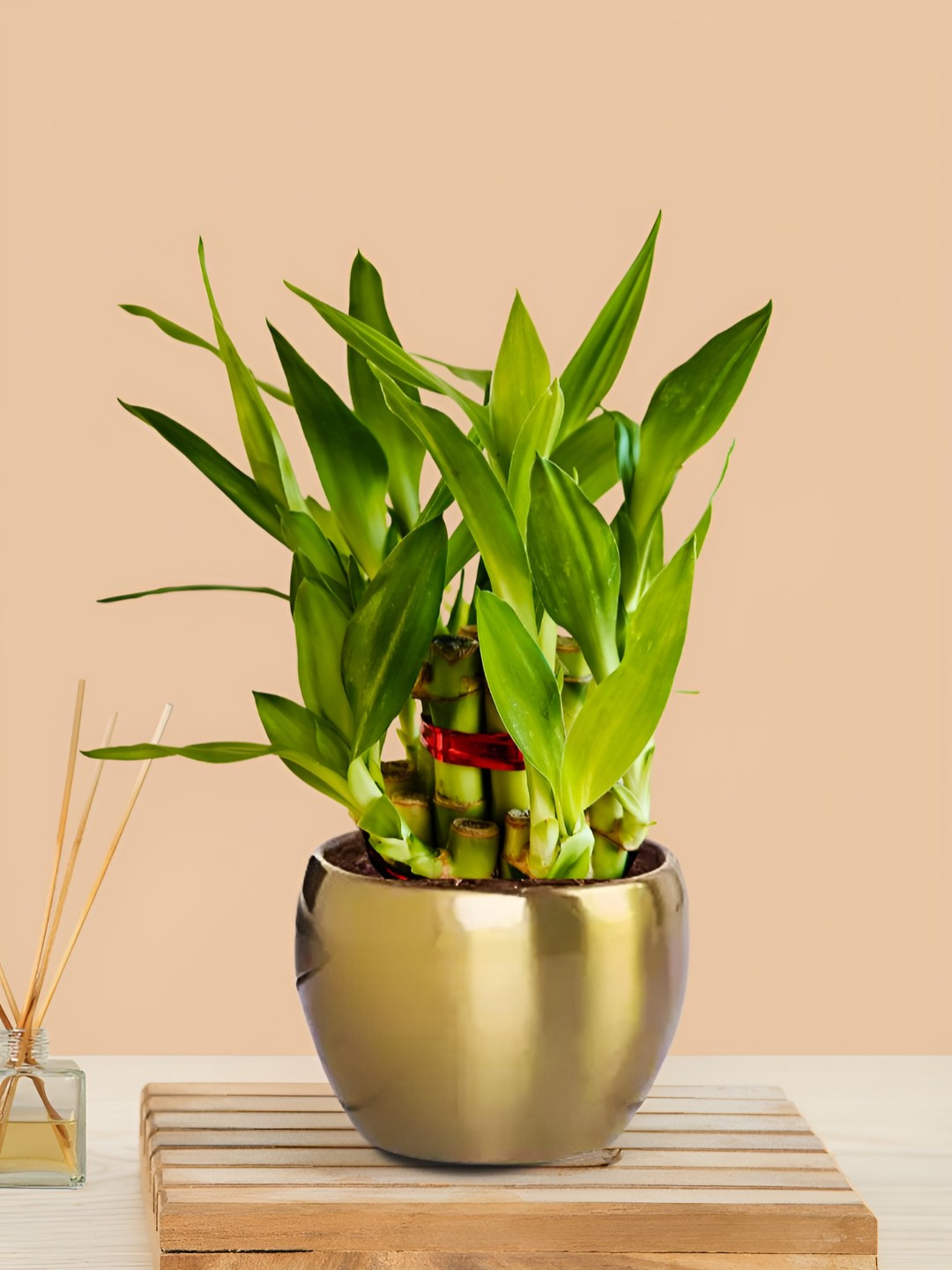 Greenkin 2-Layer Lucky Bamboo Plant With Metal Pot