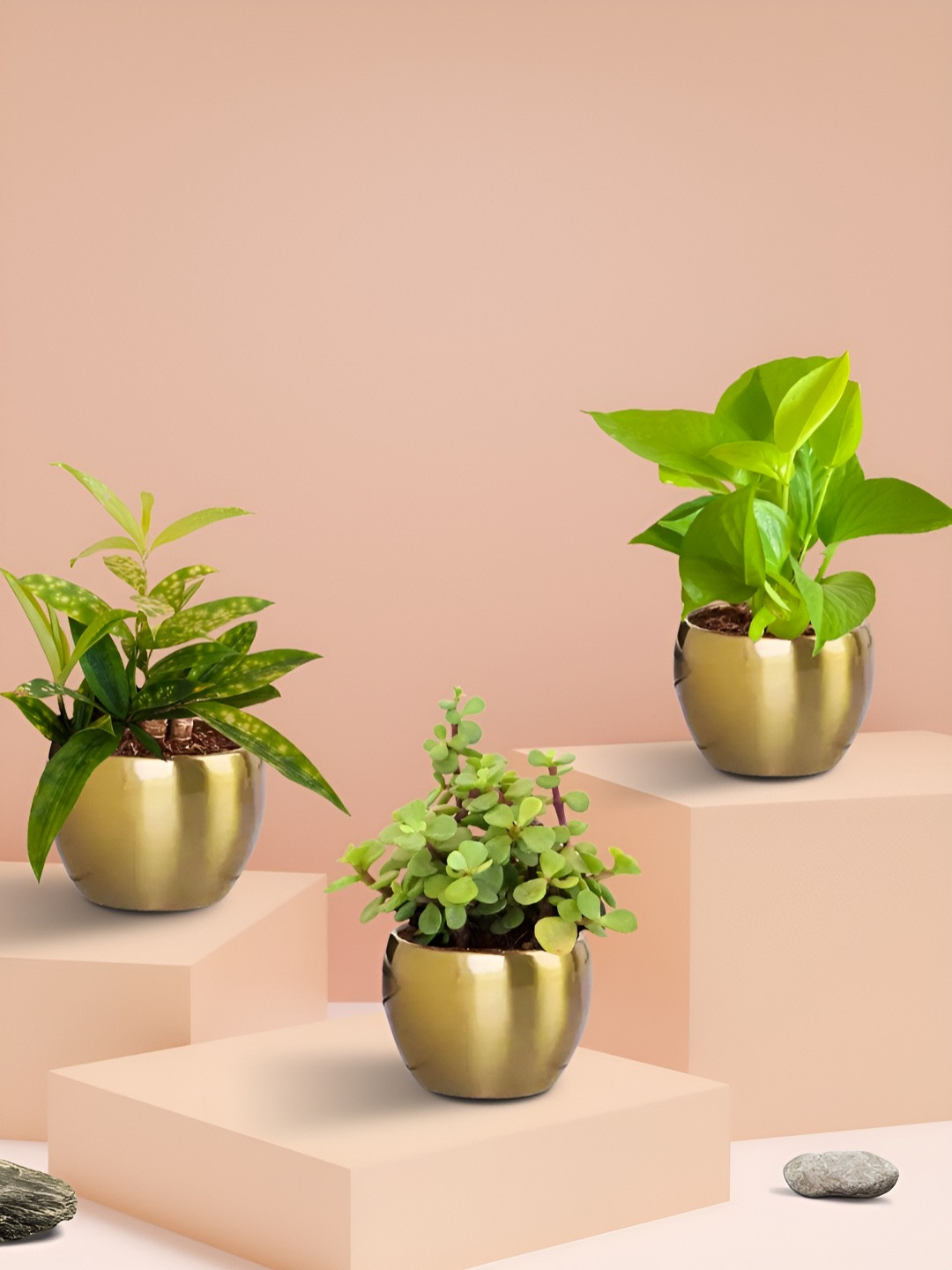 Greenkin 3 Lucky Plants With Metal Pots Bamboo Gold Dust Plant Money Plant Jade Plant