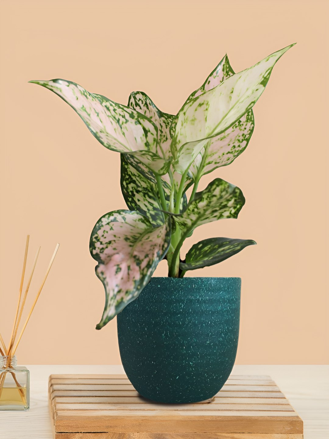 Greenkin Aglaonema Wishes Live Plant In Eco Pot