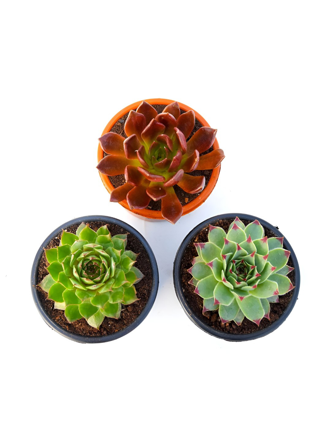 India Gardening Set of 3 Succulent Plants with Self Watering Pots