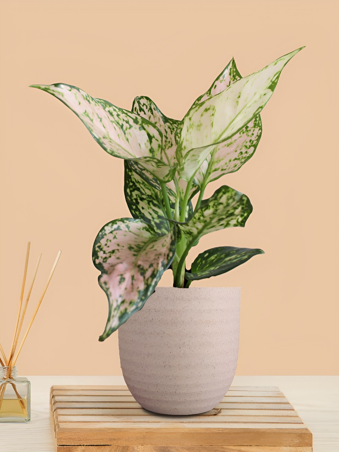 Greenkin Aglaonema Wishes Live Plant In Eco Pot