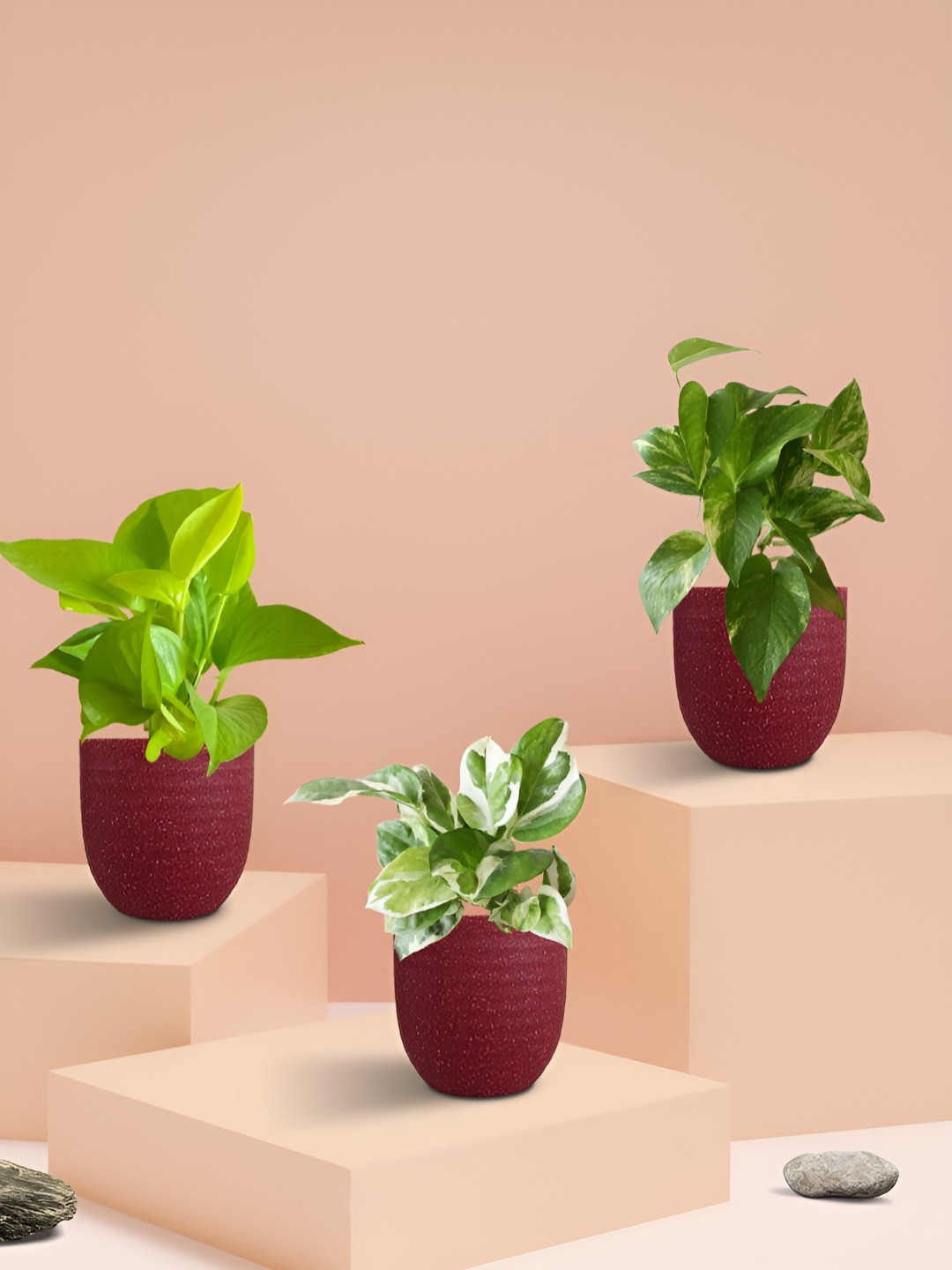 Greenkin 3 Money Plants Combo In 4.5 inch Eco Pots