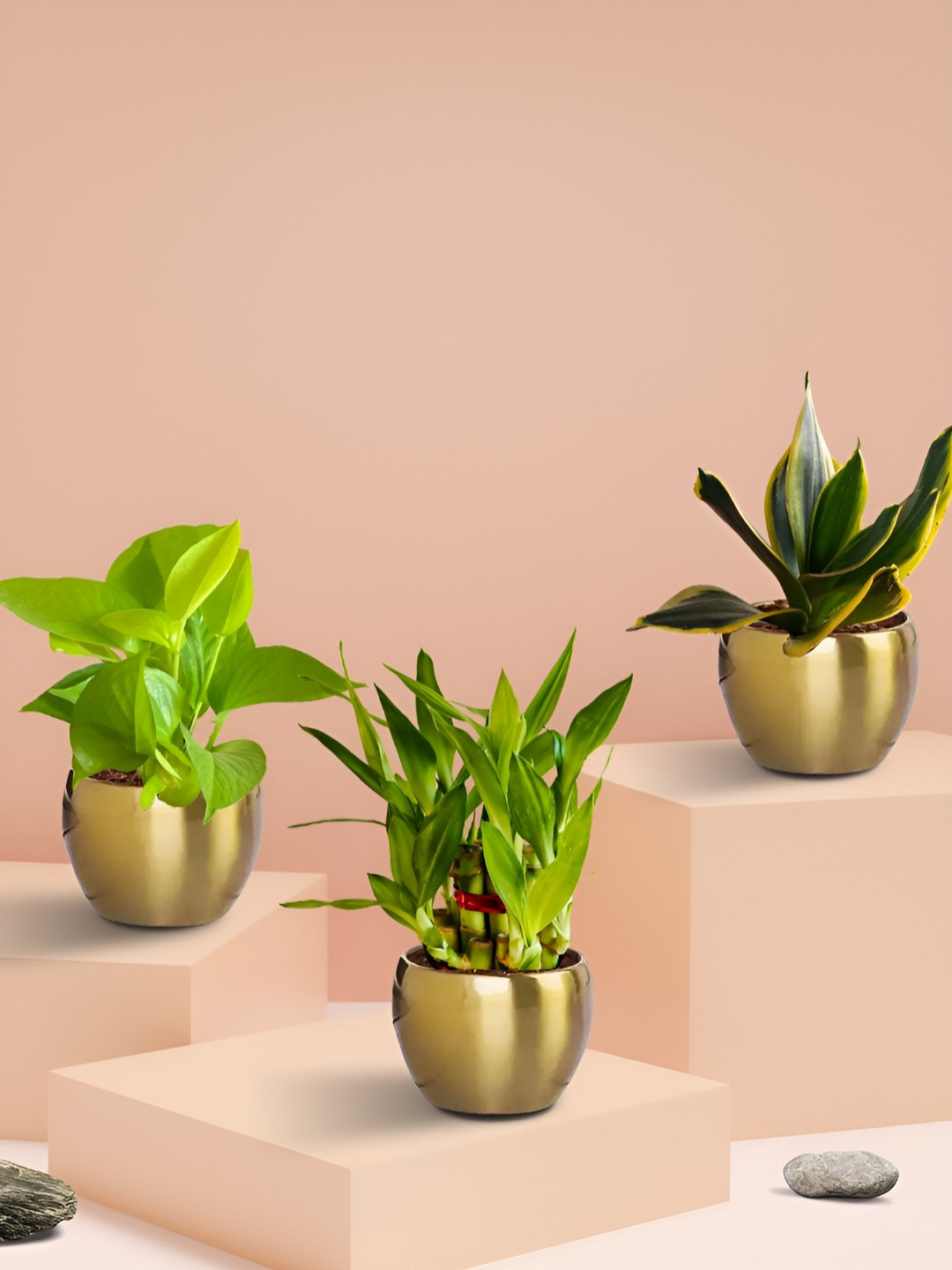 Greenkin 3 Vastu Plants With Metal Pots  Lucky Bamboo Plant Money Plant Snake Plant