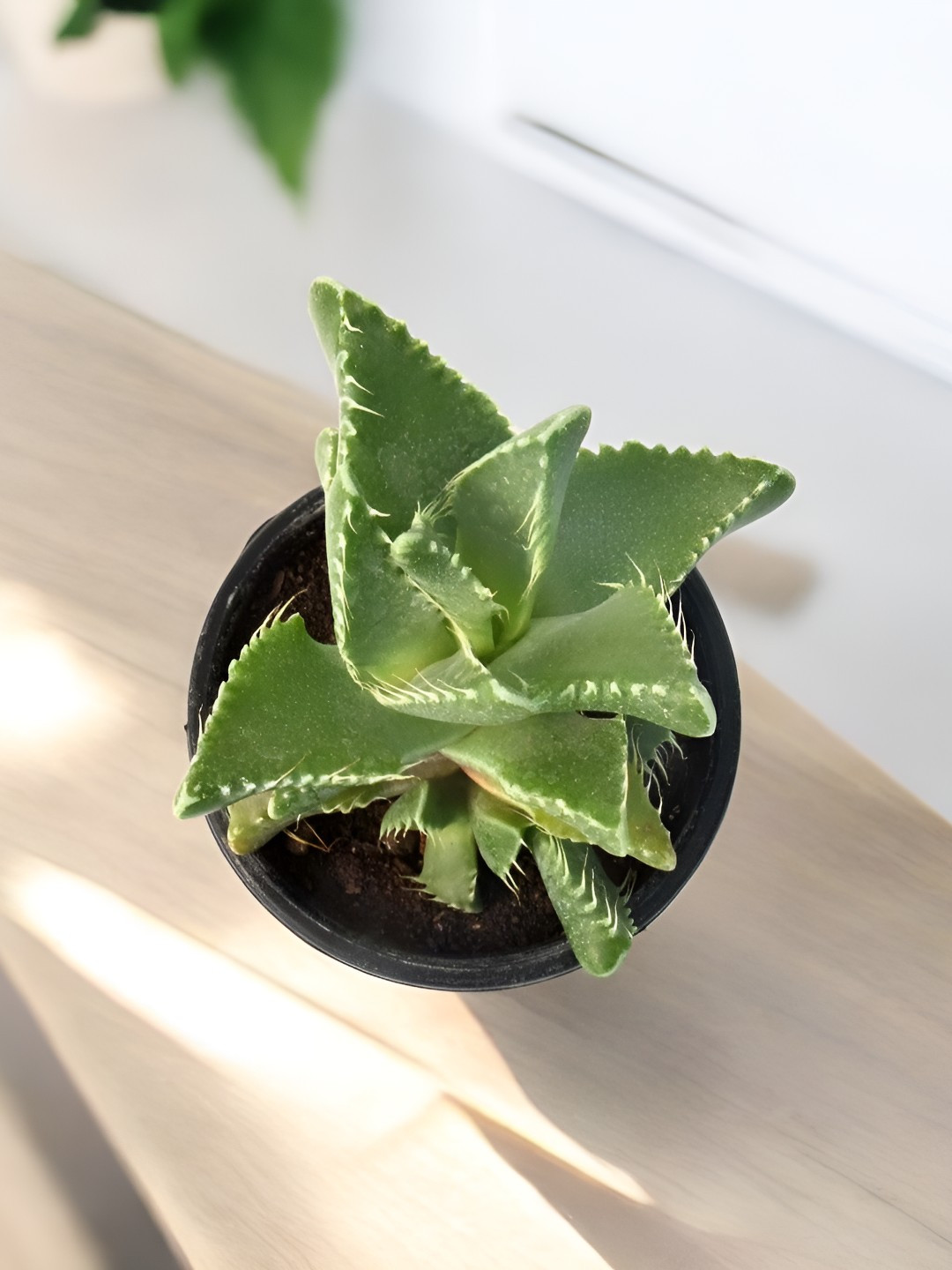 India Gardening Spiky Leaf  Tiger Jaw Succulent  Live Plant