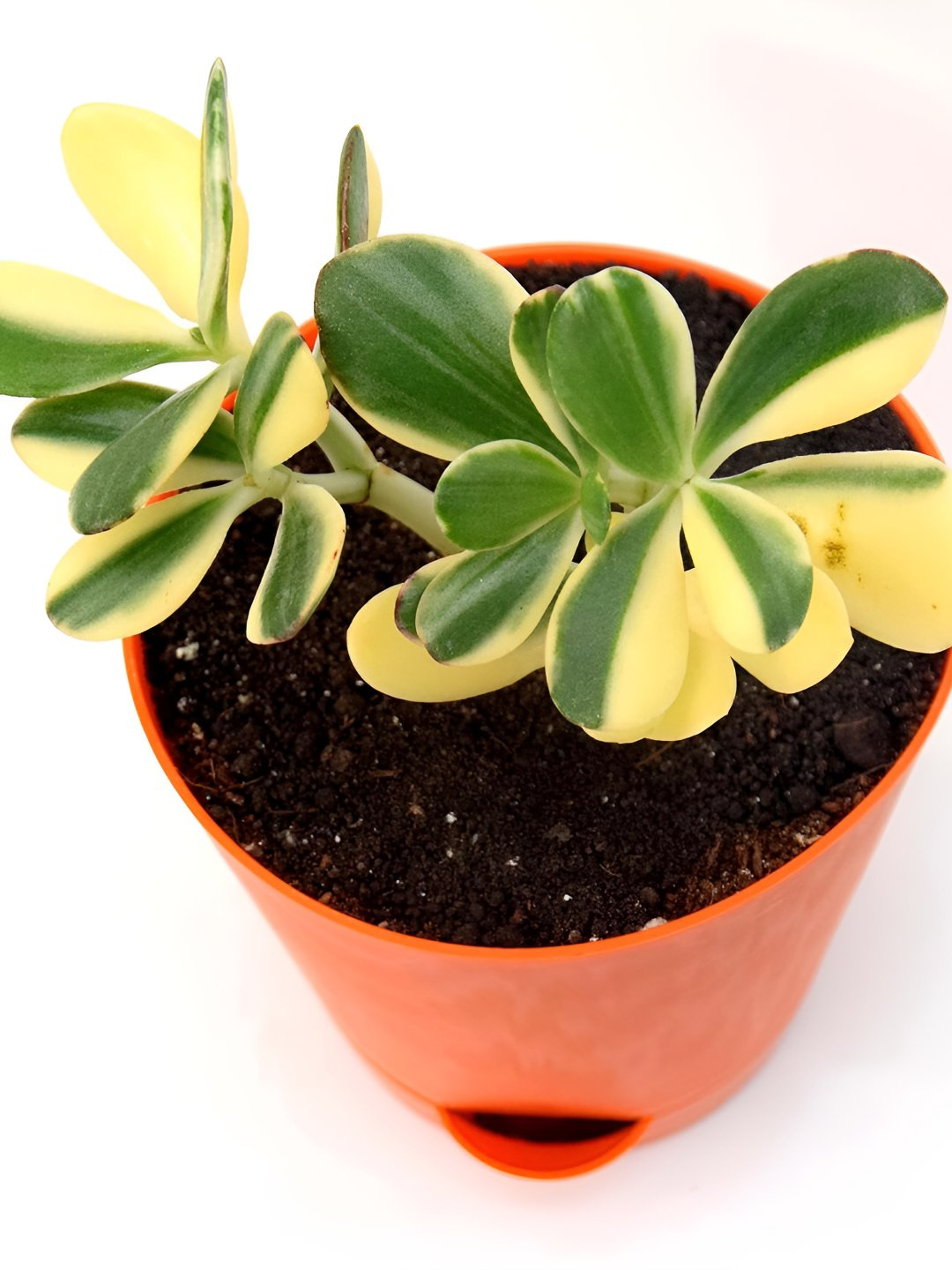 India Gardening Variegated Crassula Jade Air Purifying Plant