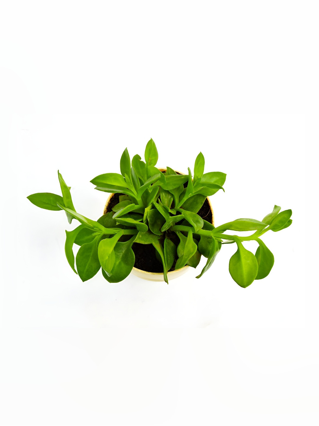 India Gardening Baby Sun Rose Portulaca with Yellow Self-Watering Pot