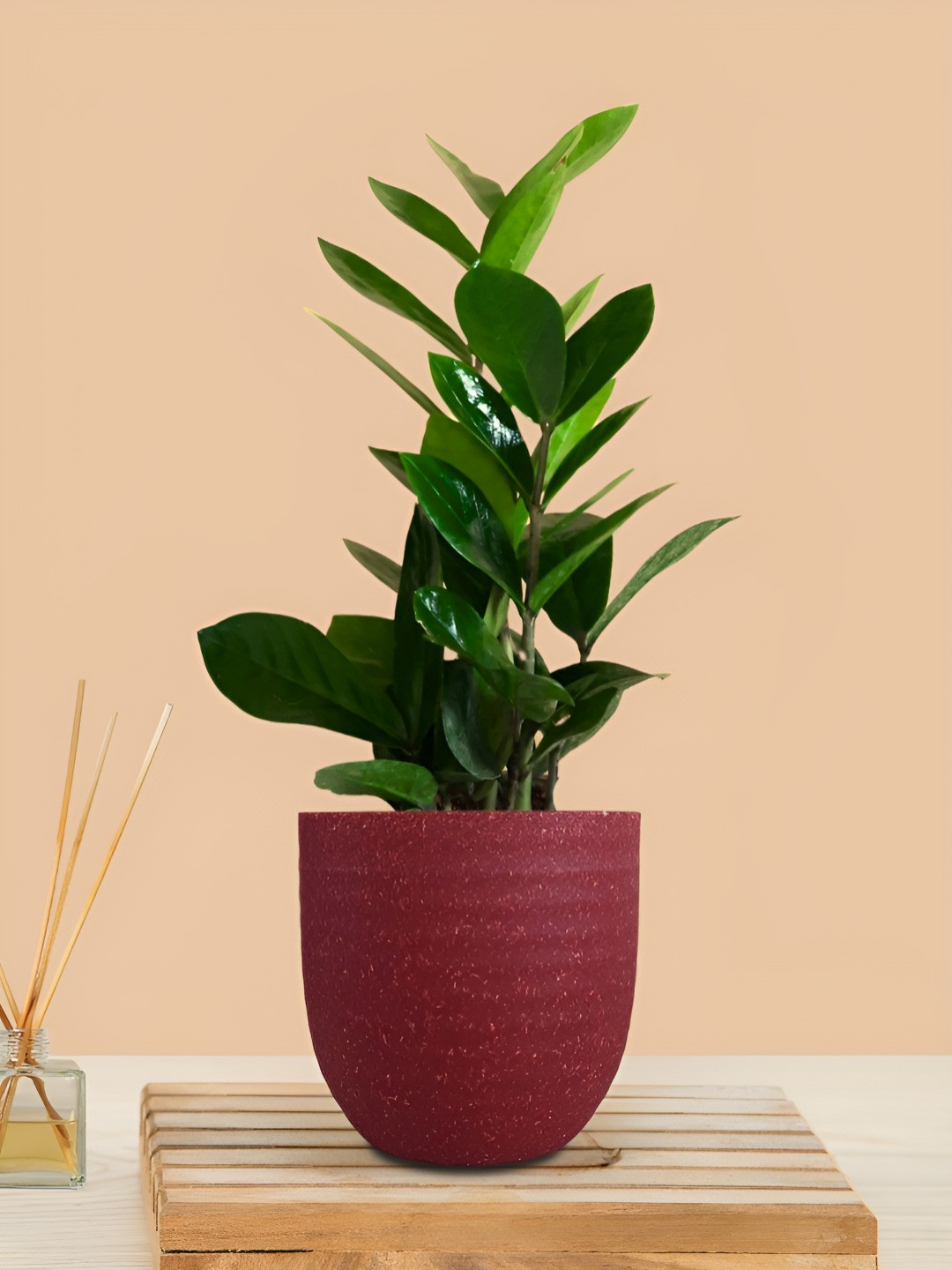 Greenkin ZZ Plant With Eco Pot Indoor Zamia Plant With Pot
