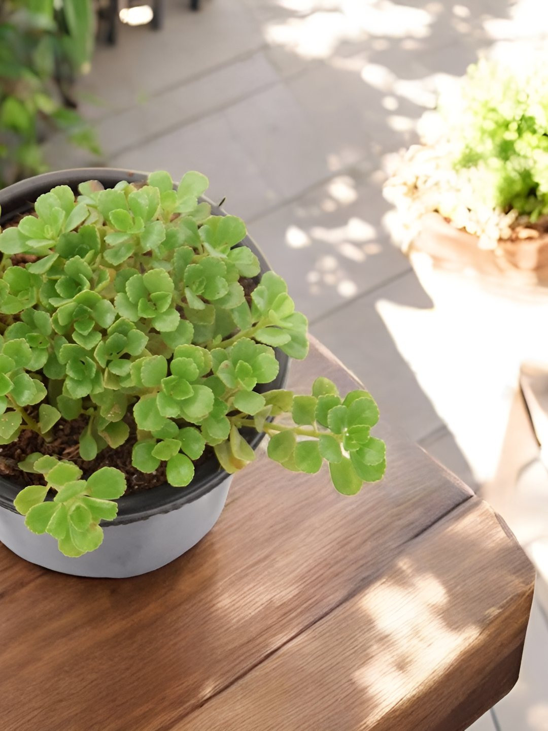 India Gardening Tangled Heart Hoya Plant