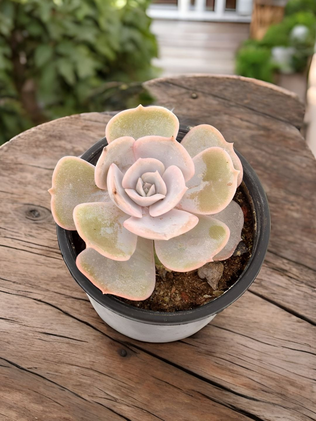 India Gardening Echeveria Laui Succulent Live Plant