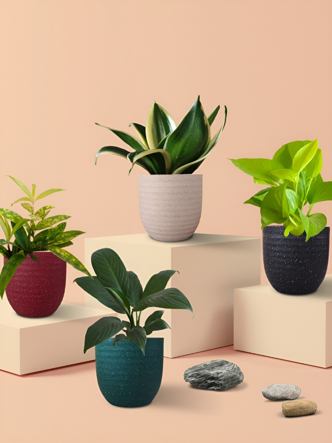 Greenkin Air-Purifying Plants Combo Of 4 Live Plants In Eco Pots