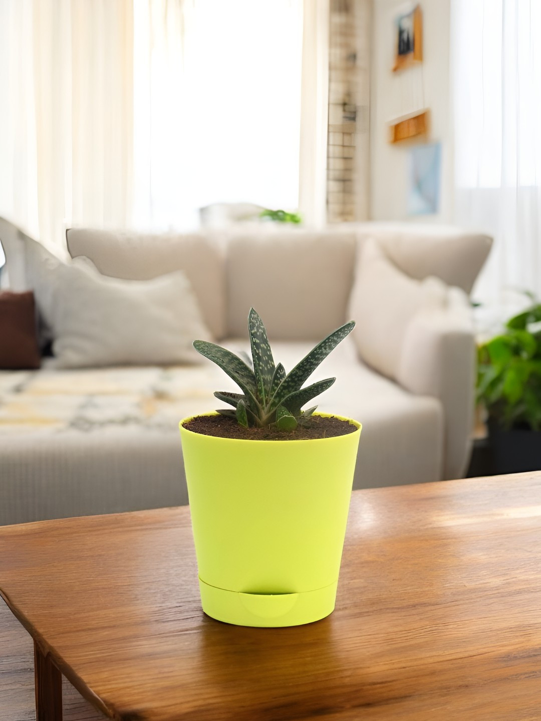 India Gardening Gasteria Succulent with Self Watering Pot