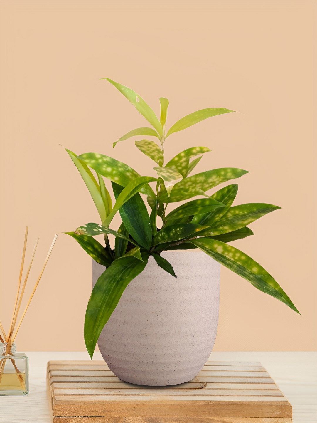 Greenkin Bamboo Gold Dust Plant With Eco Pot Indoor Zamia Plant With Pot