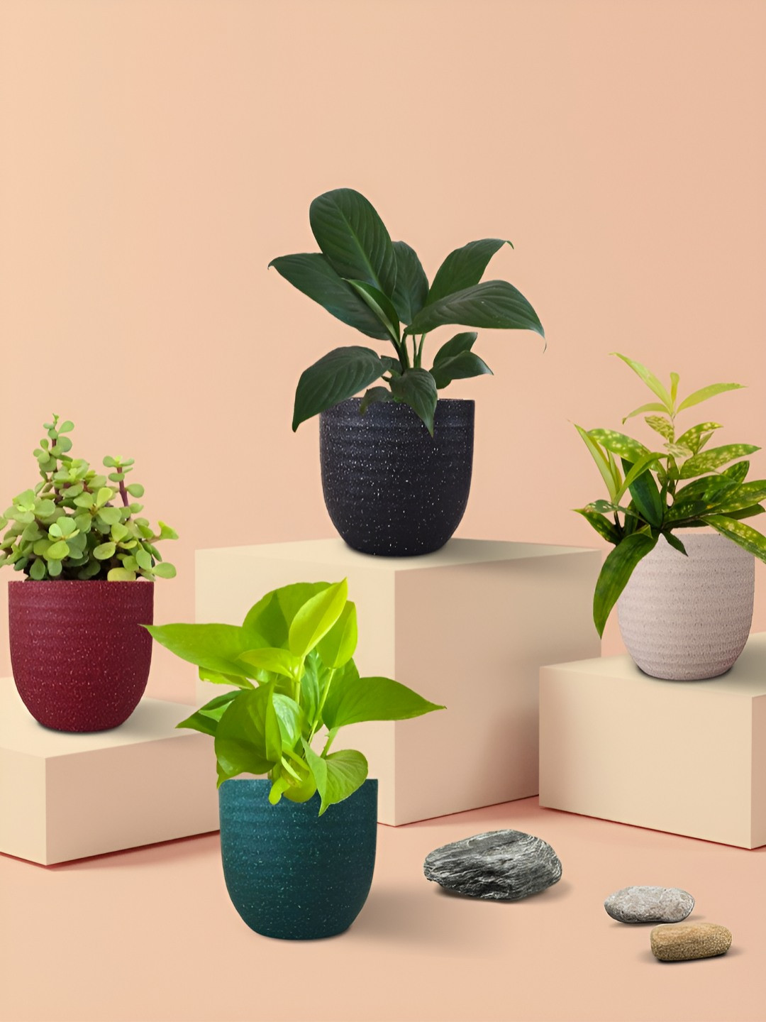 Greenkin Indoor Live Plants With Pot Jade Plant Money Plant Bamboo Peace Lily