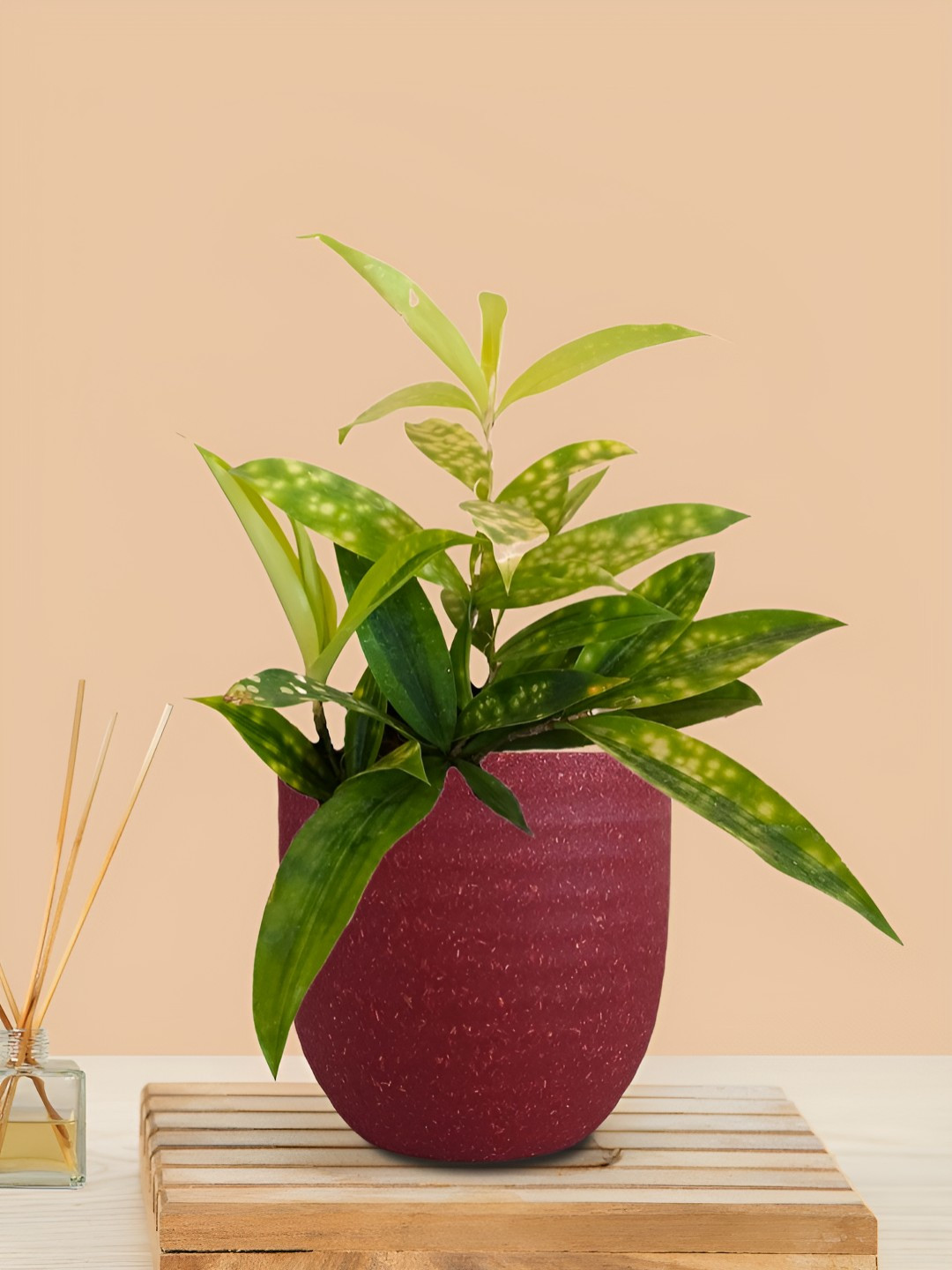 Greenkin Bamboo Gold Dust Plant With Eco Pot Indoor Zamia Plant With Pot