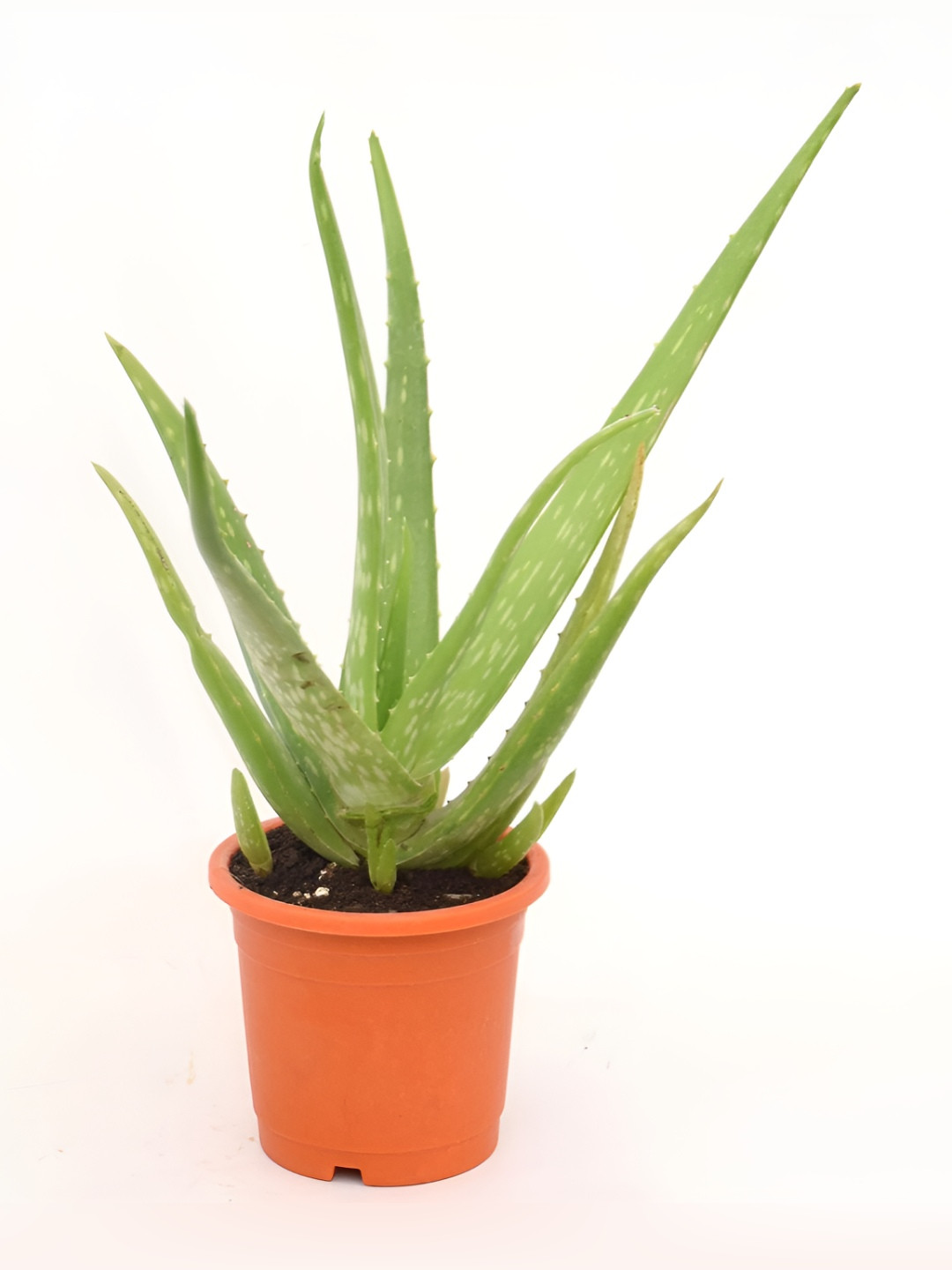 India Gardening Aloe Vera Live Plant