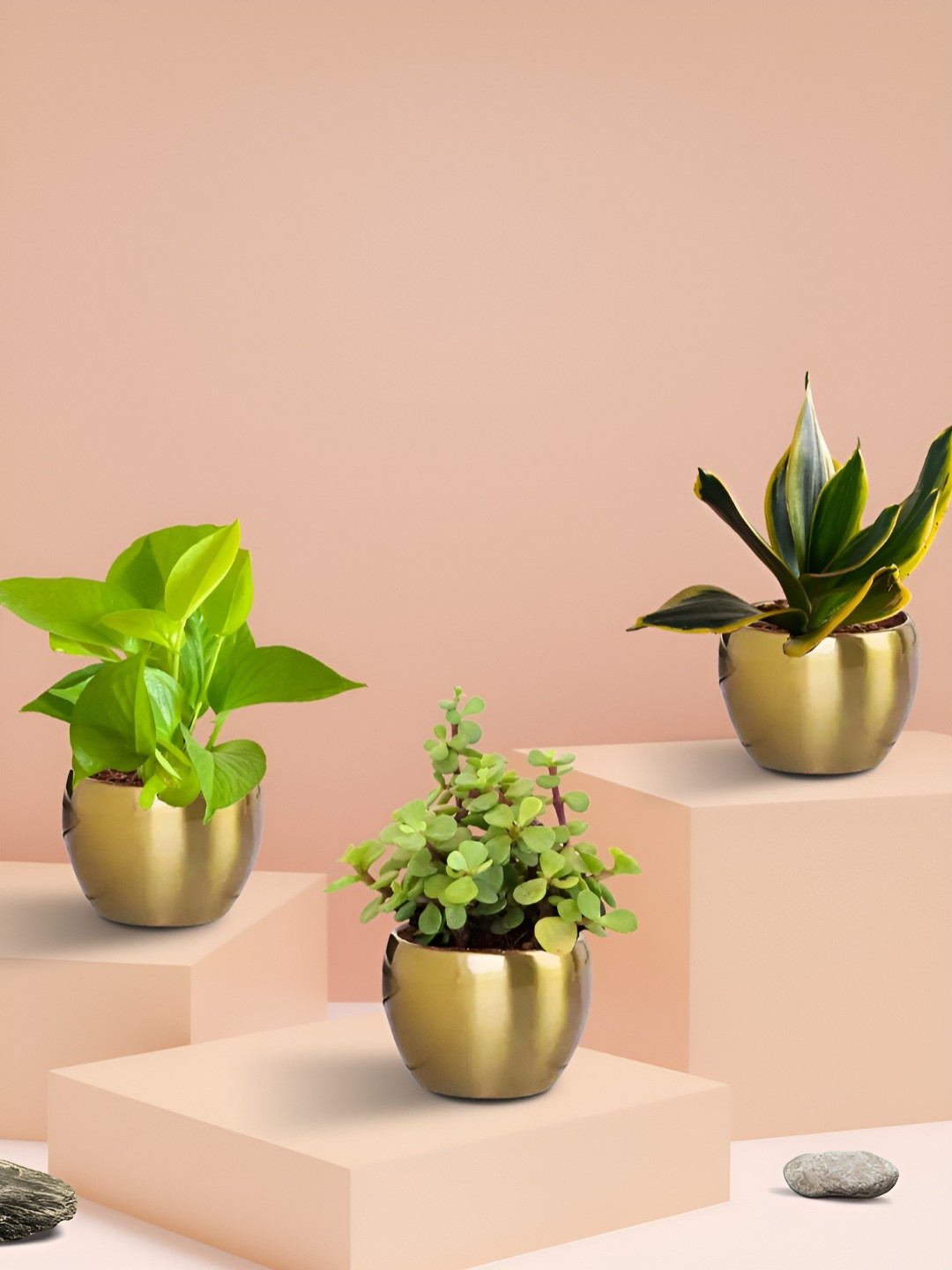 Greenkin 3 Plants With Metal Pots Snake Plant Money Plant Jade Plant