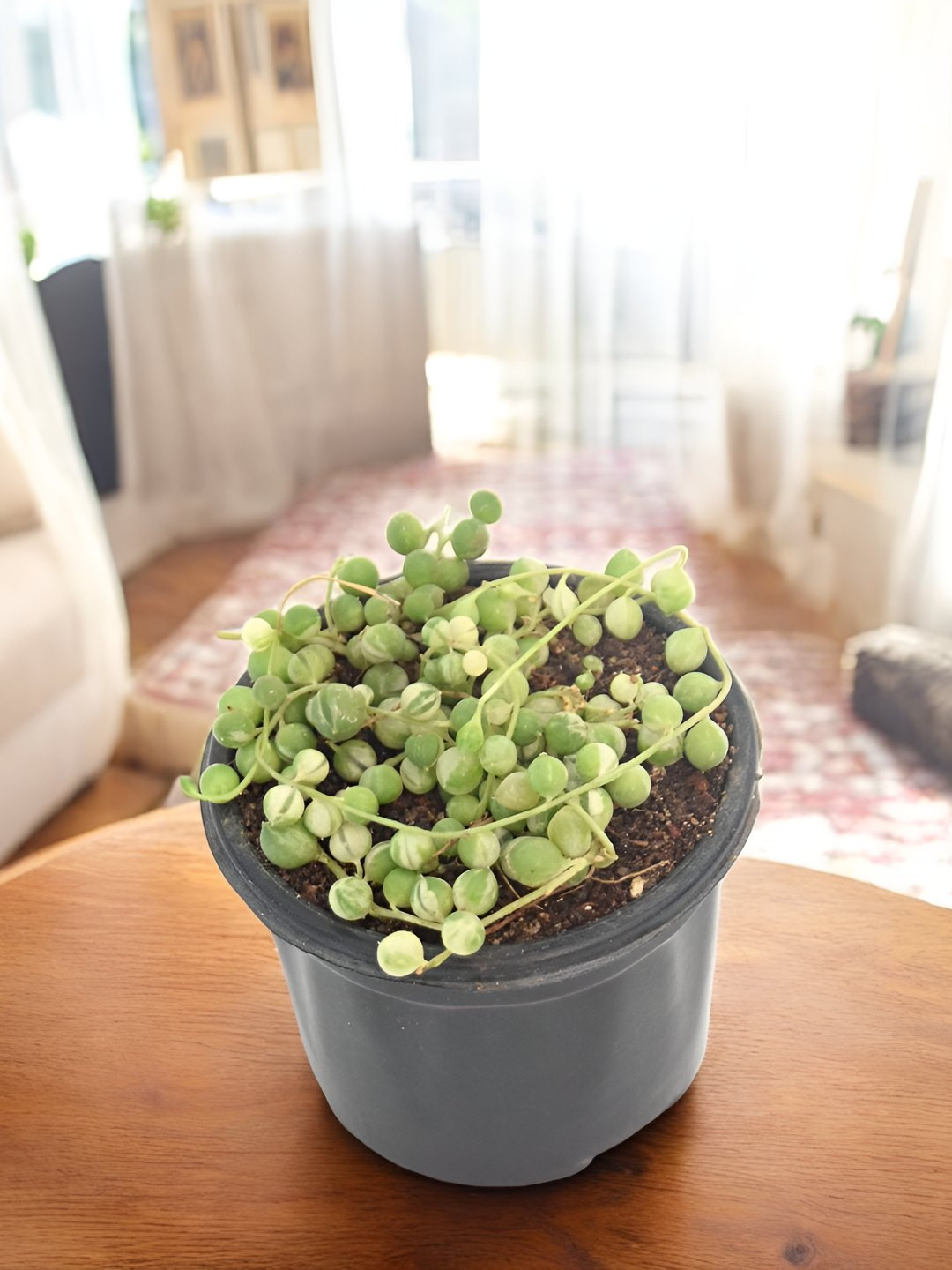 India Gardening String Of Pearls Trailing Succulent Live Plant