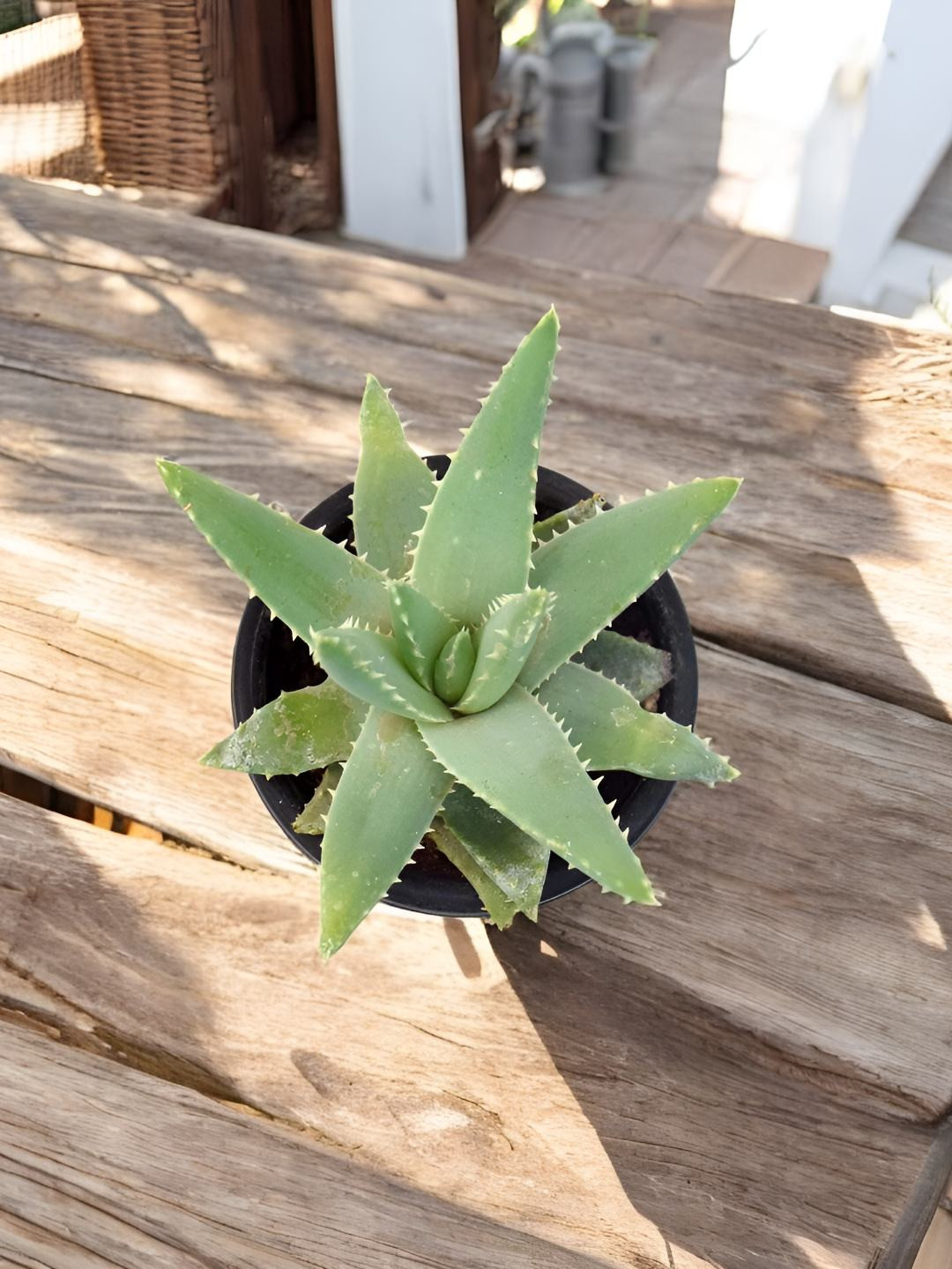 India Gardening Aloe Barbadensis Healing Indoor Succulent