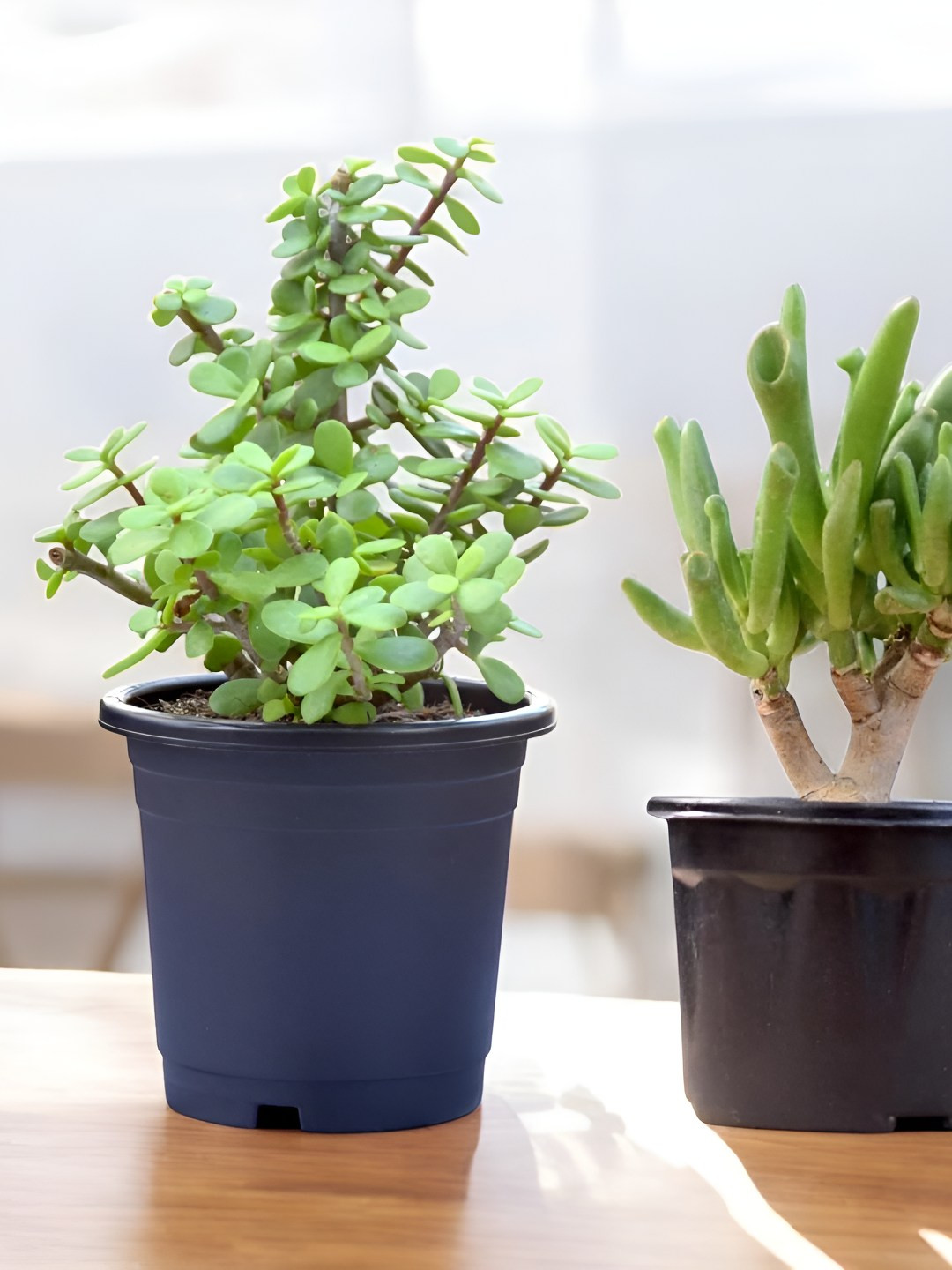 India Gardening Set of 2 Gollum & Mini Jade Live Plants