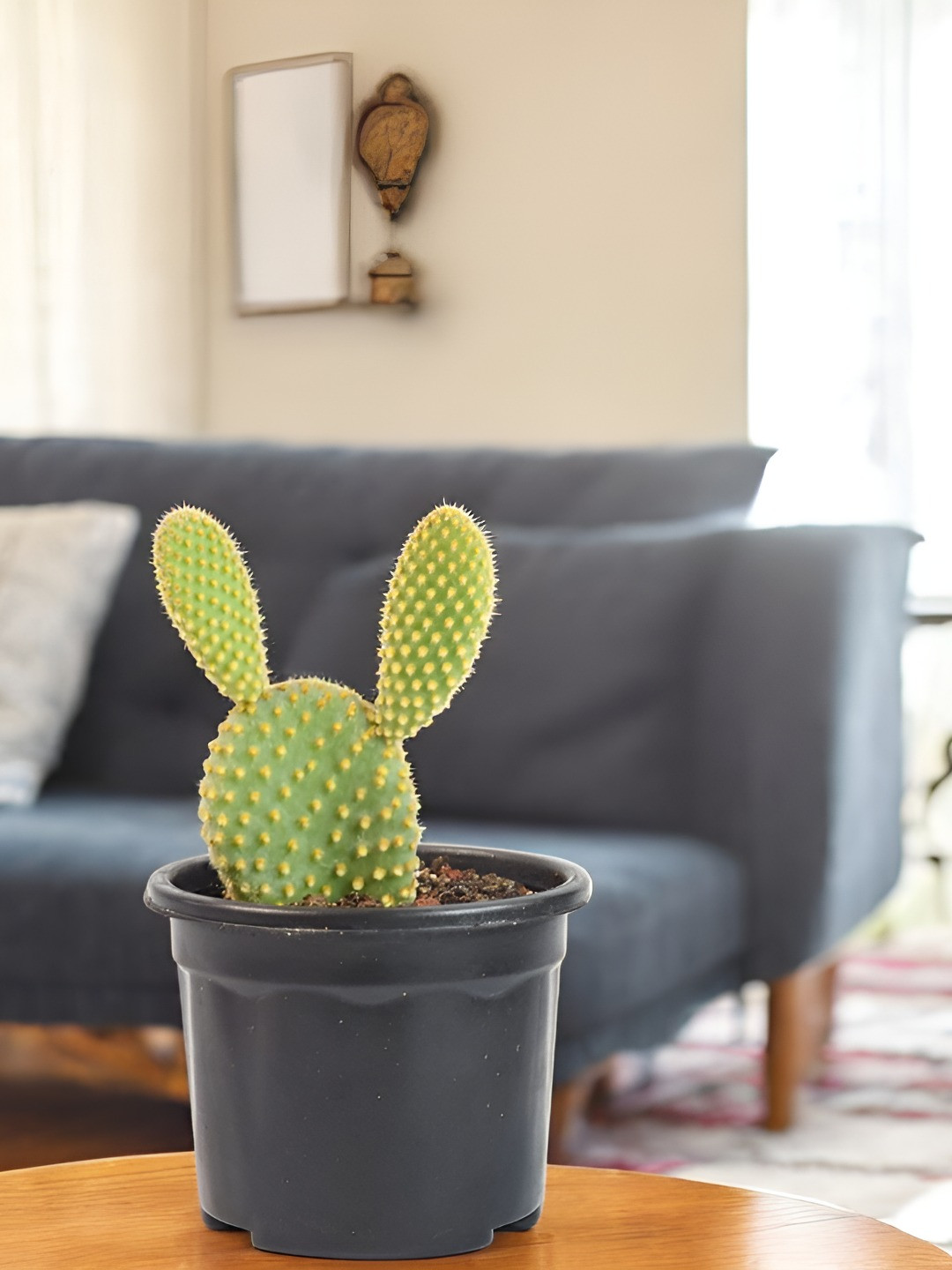 India Gardening Opuntia Bunny Ear Cactus Live Plant