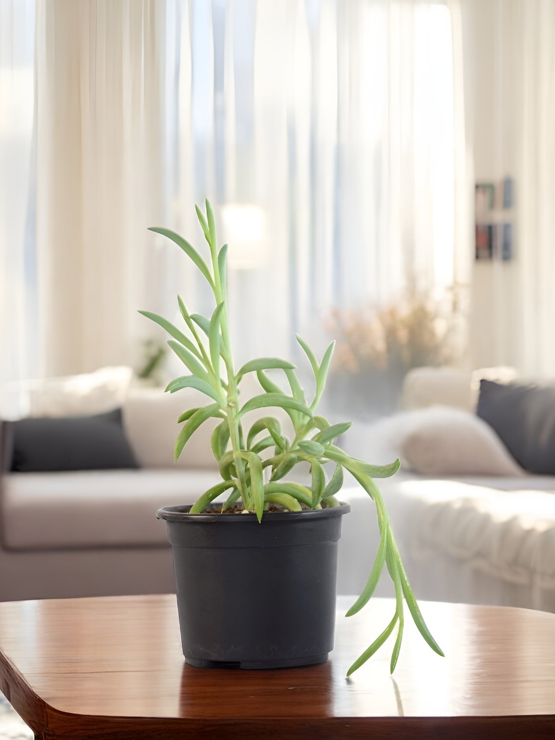 India Gardening String of Bananas Hanging Succulent