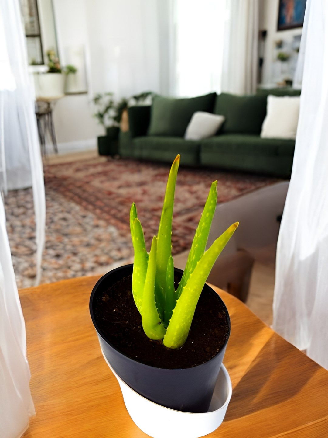 India Gardening Live Air Purifying Aloe Vera Plant with Self-Watering Pot