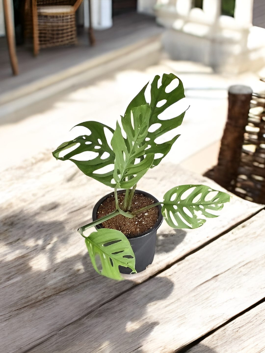 India Gardening Large Leaf Swiss Cheese Monstera Live Indoor Plant