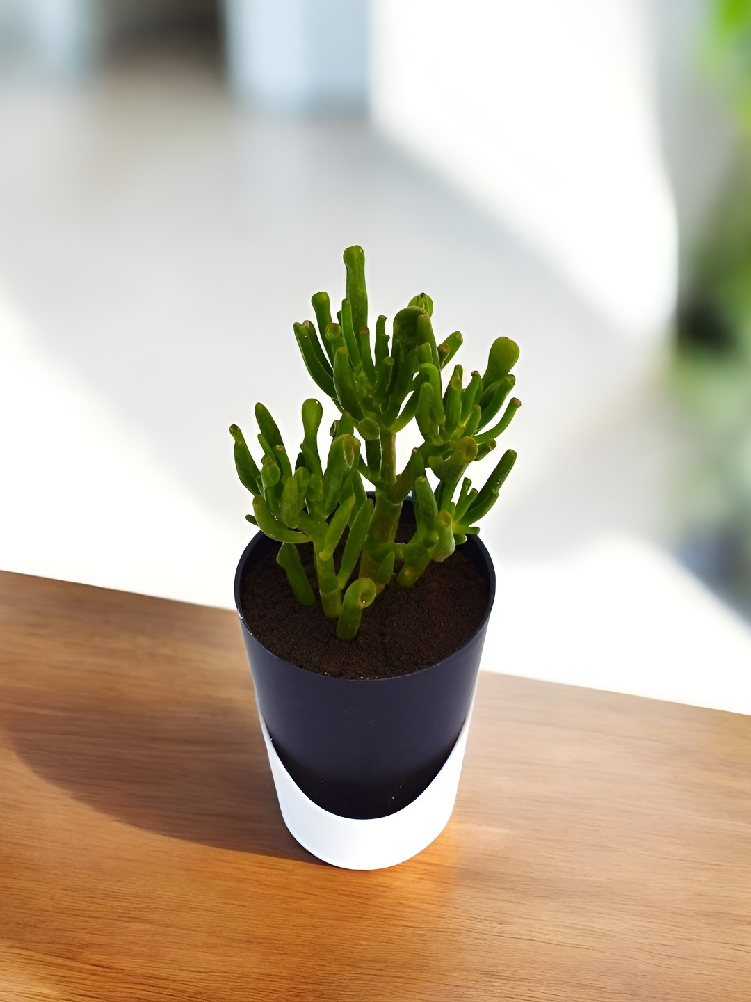 India Gardening Gollum Jade In Black Pot