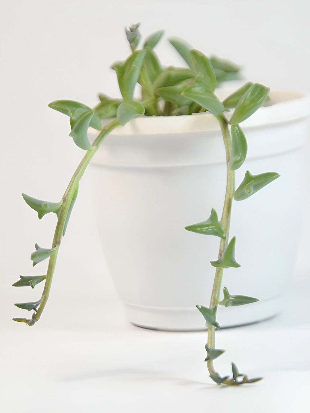 India Gardening String of Dolphins Live Plant