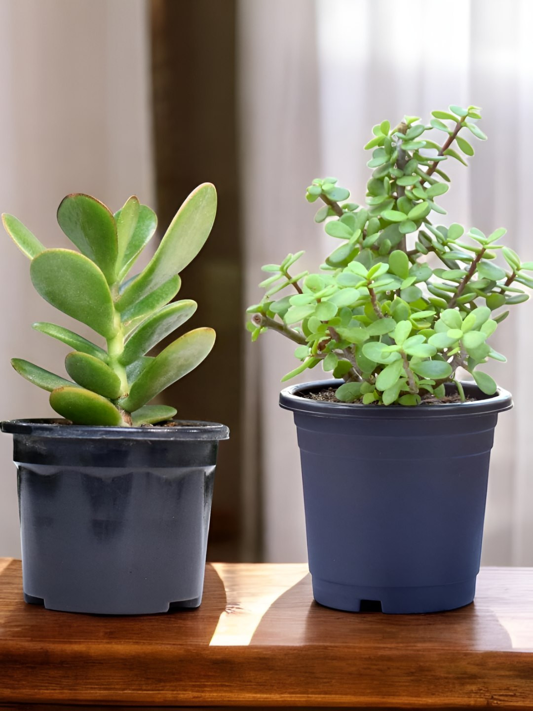 India Gardening Set of 2  Crassula & Mini Jade Succulents