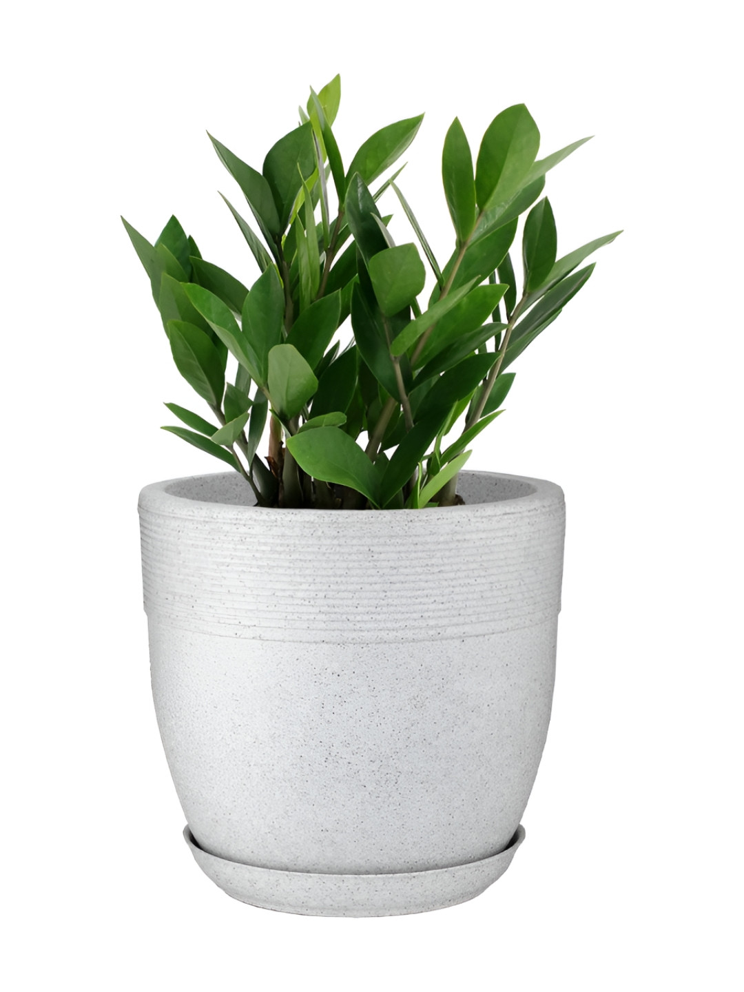 GARDEN'S NEED Jaguar Cool Pot White Textured Planter With Tray