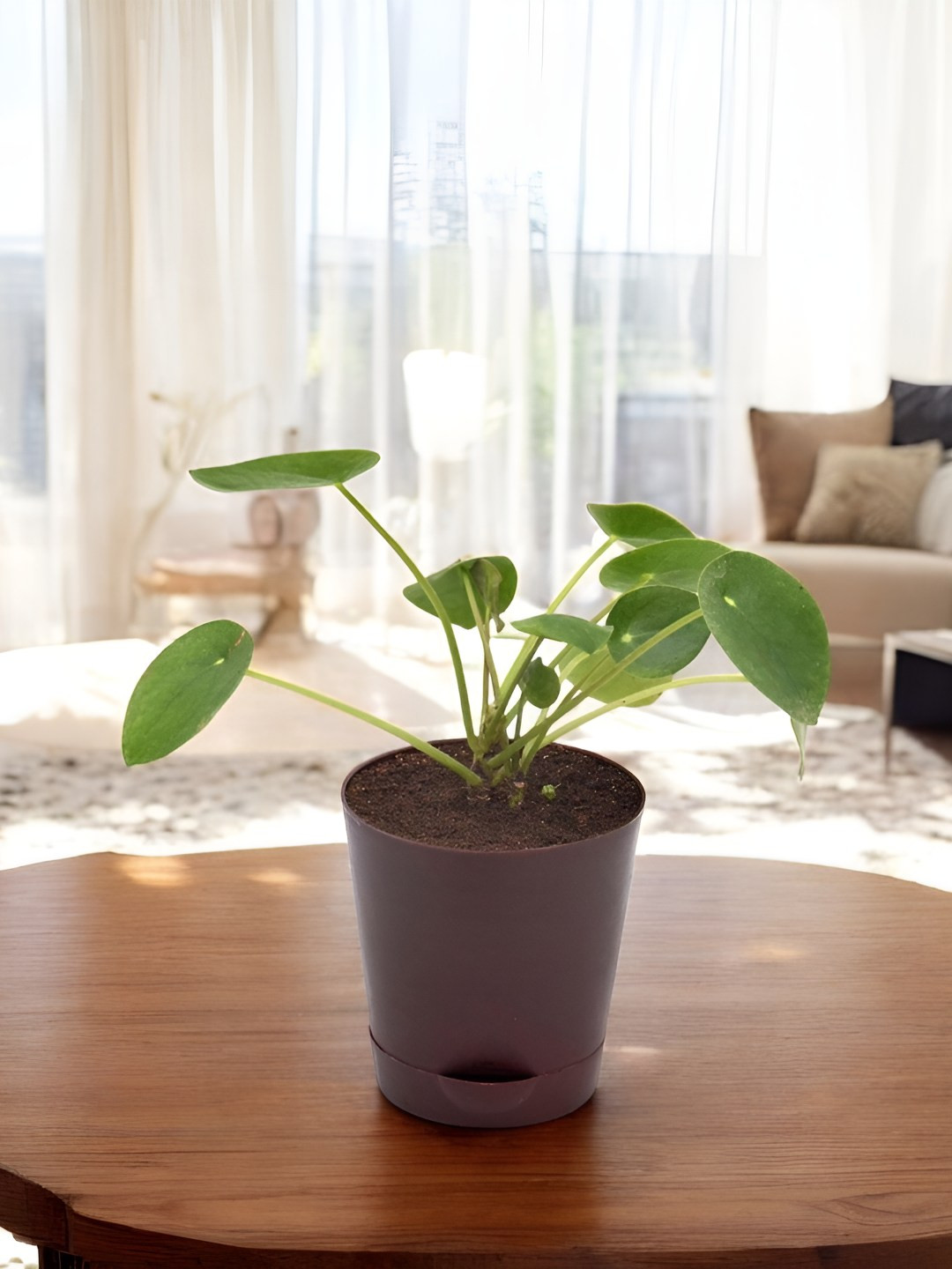 India Gardening Chinese Money Plant with Self Watering Pot