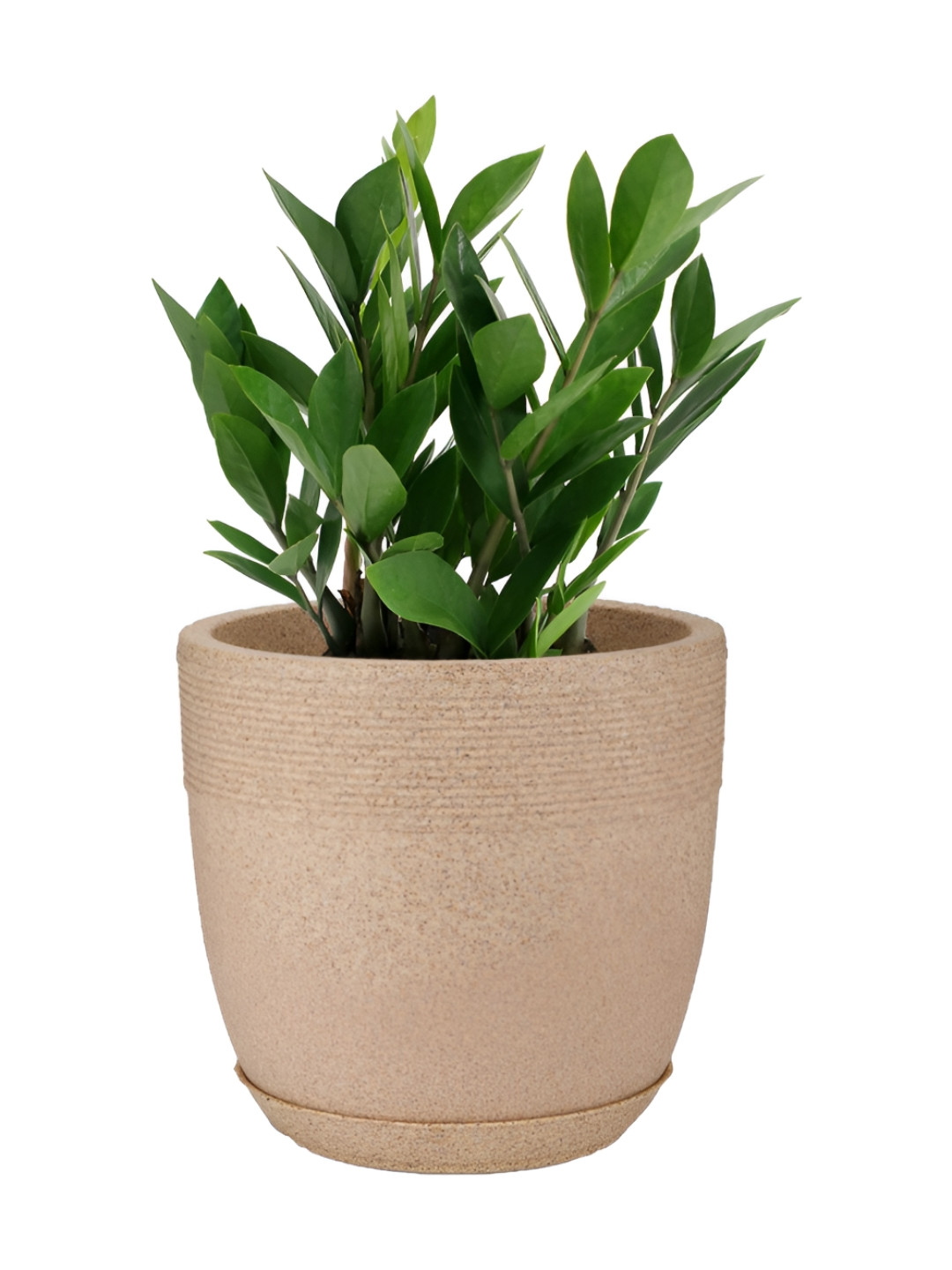 GARDEN'S NEED Jaguar Cool Brown Round Shape Flower Pot With Tray