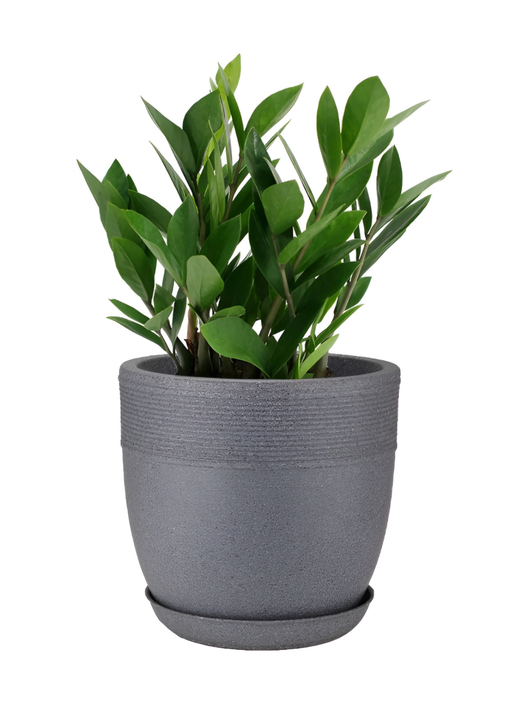 GARDEN'S NEED Grey Jaguar Cool Pot Round Shape Planter With Tray