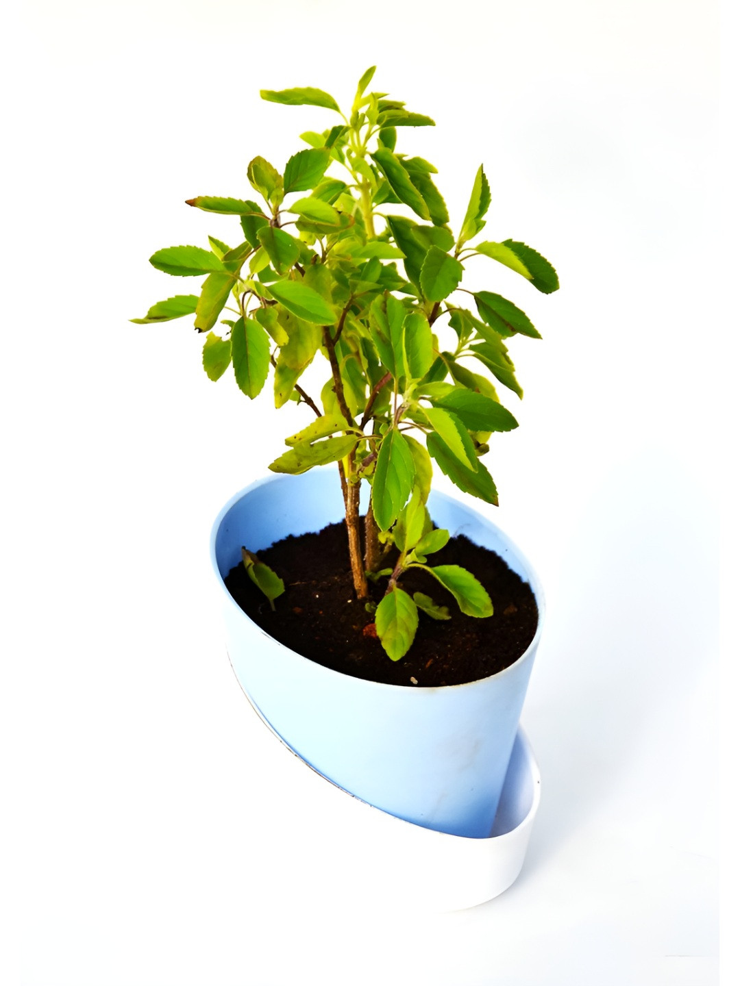 India Gardening Live Plants With Pot