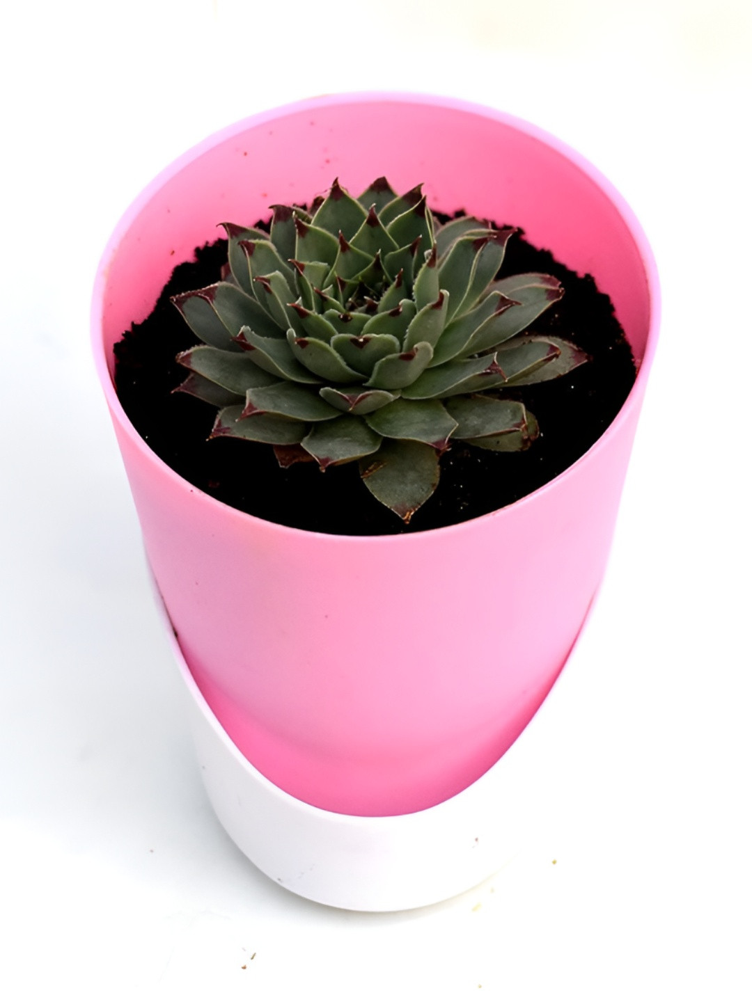 India Gardening Live Plants With Pot