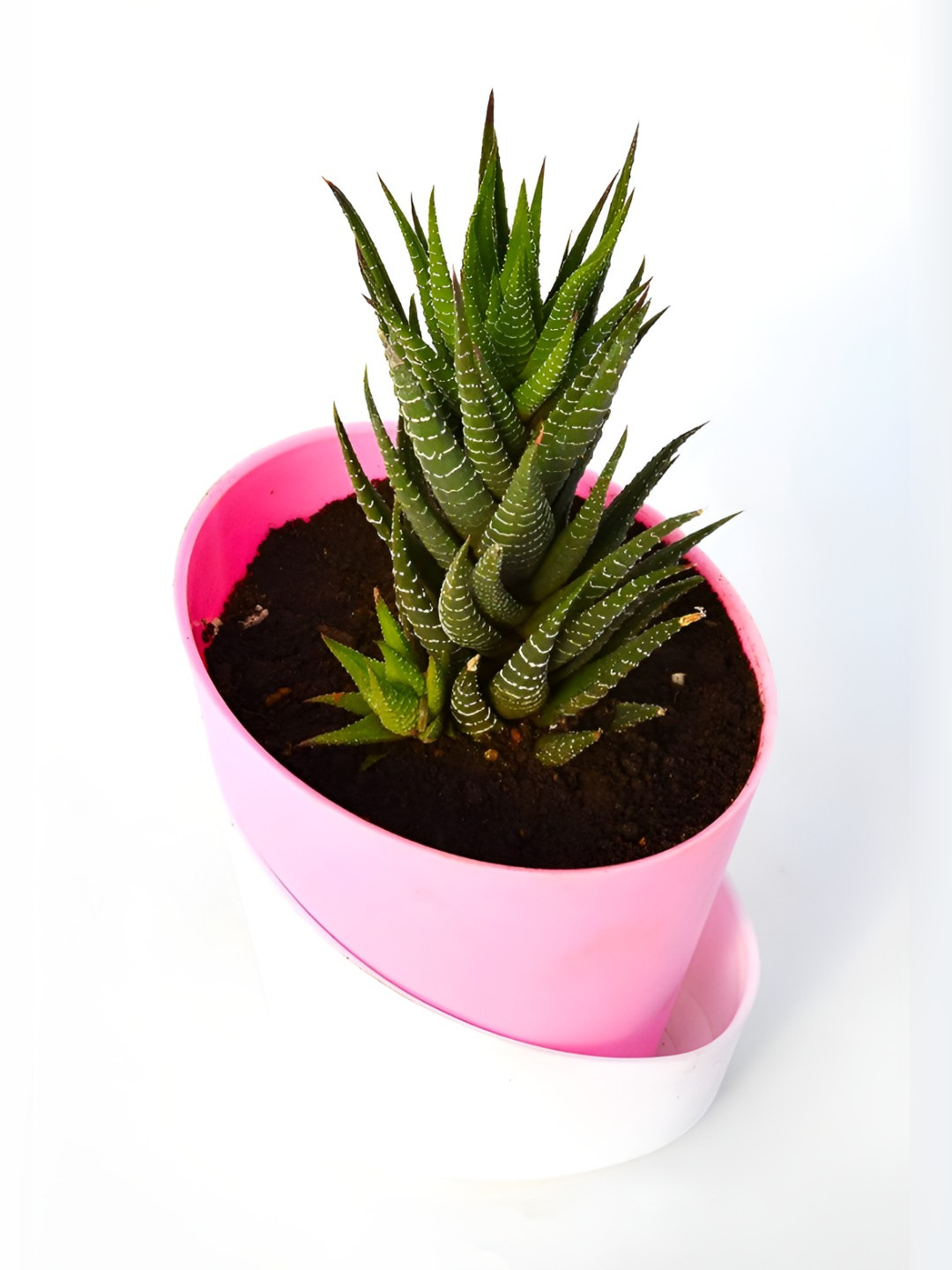 India Gardening Pink & Green Haworthia Zebra Succulent Plant with Pot